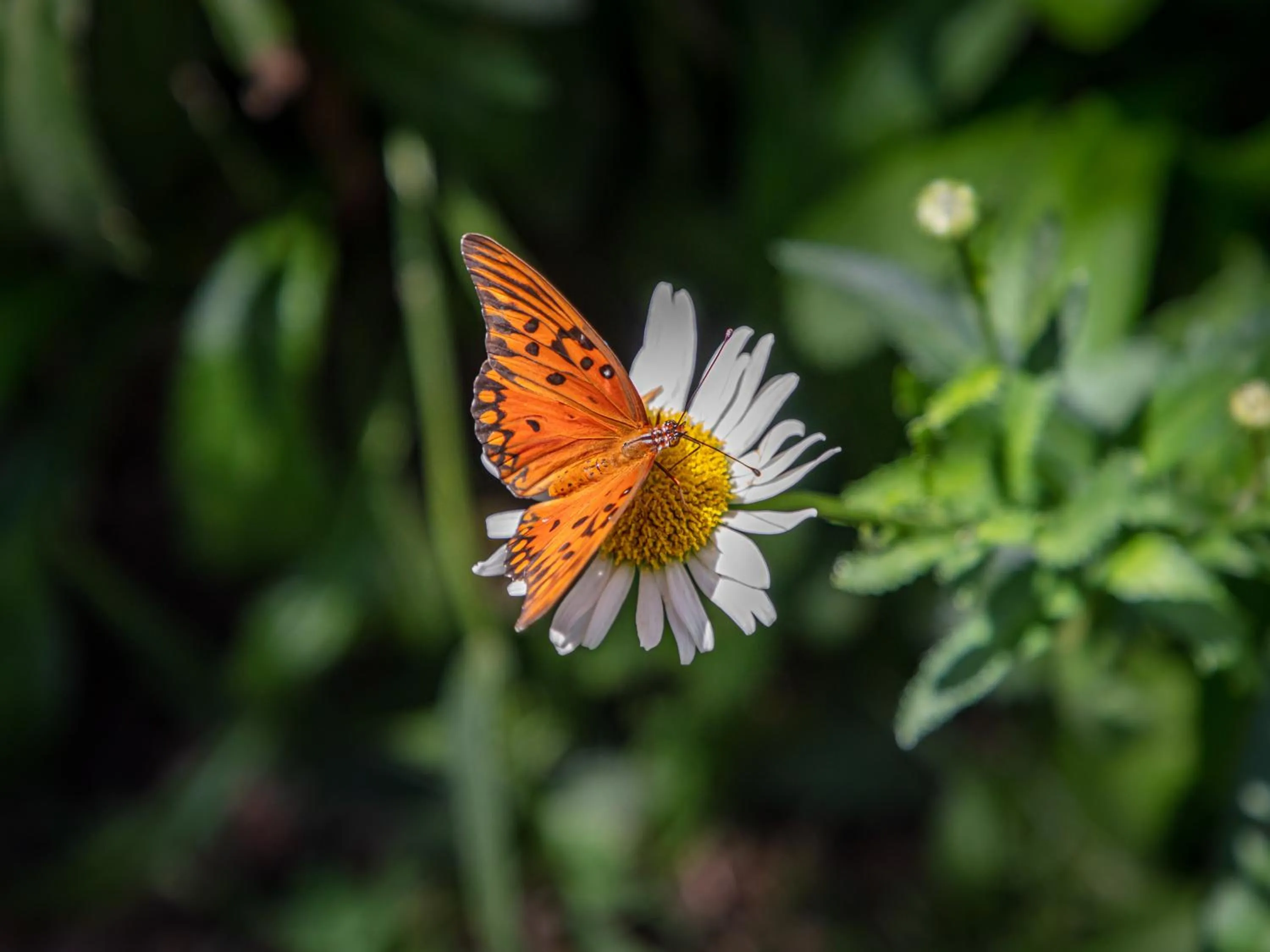 Garden in Paradise Departamentos