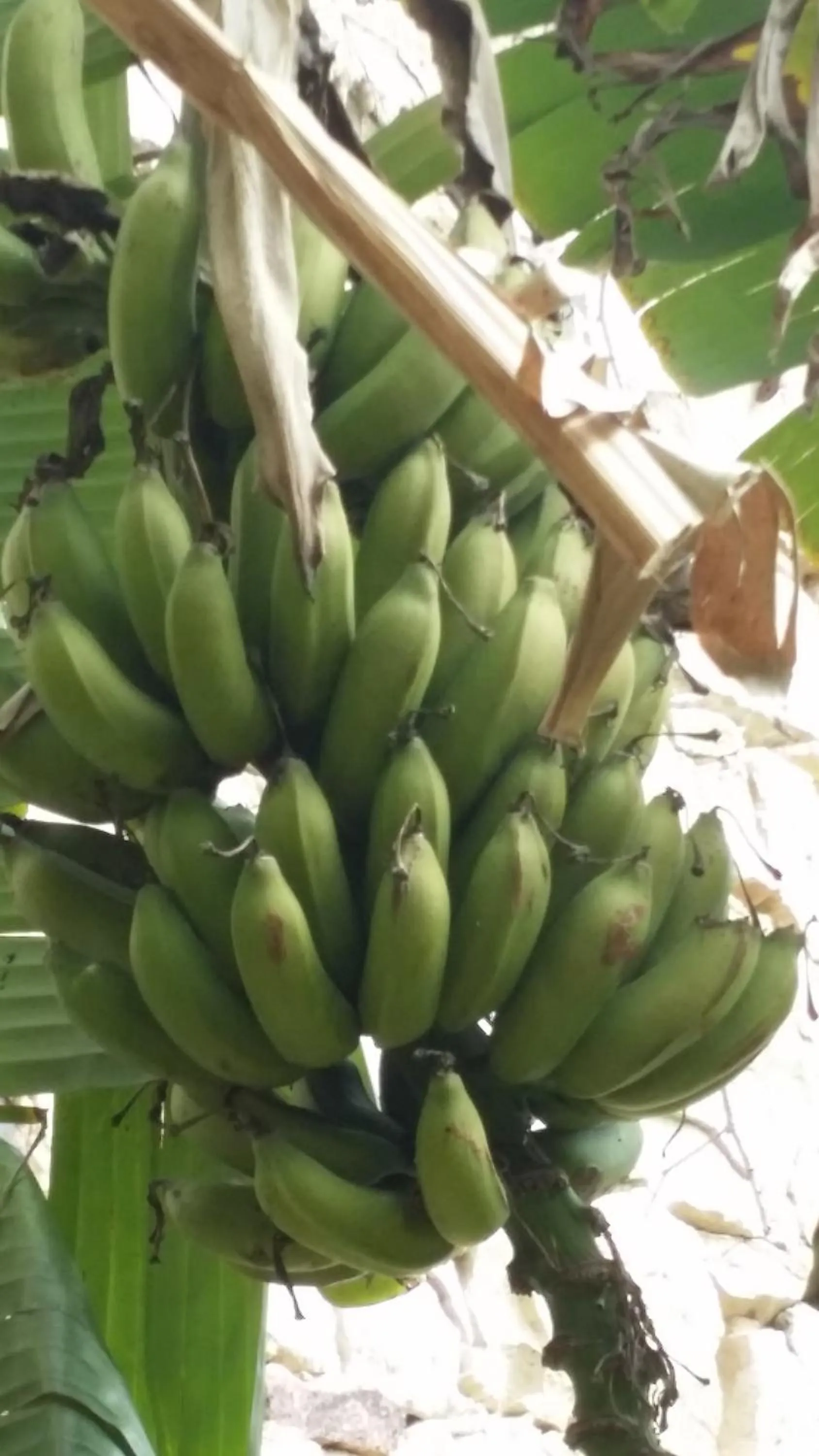 Garden view in Il Melangolo