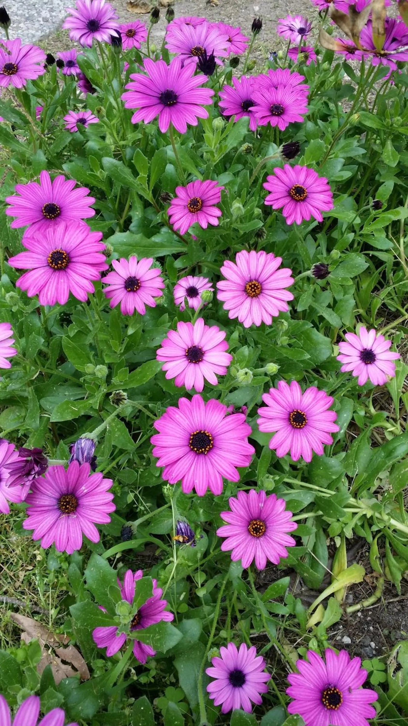 Garden in Il Melangolo