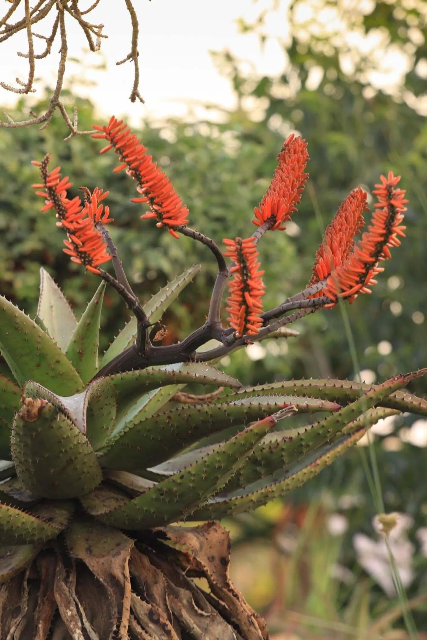 Aloe View Rock Lodge