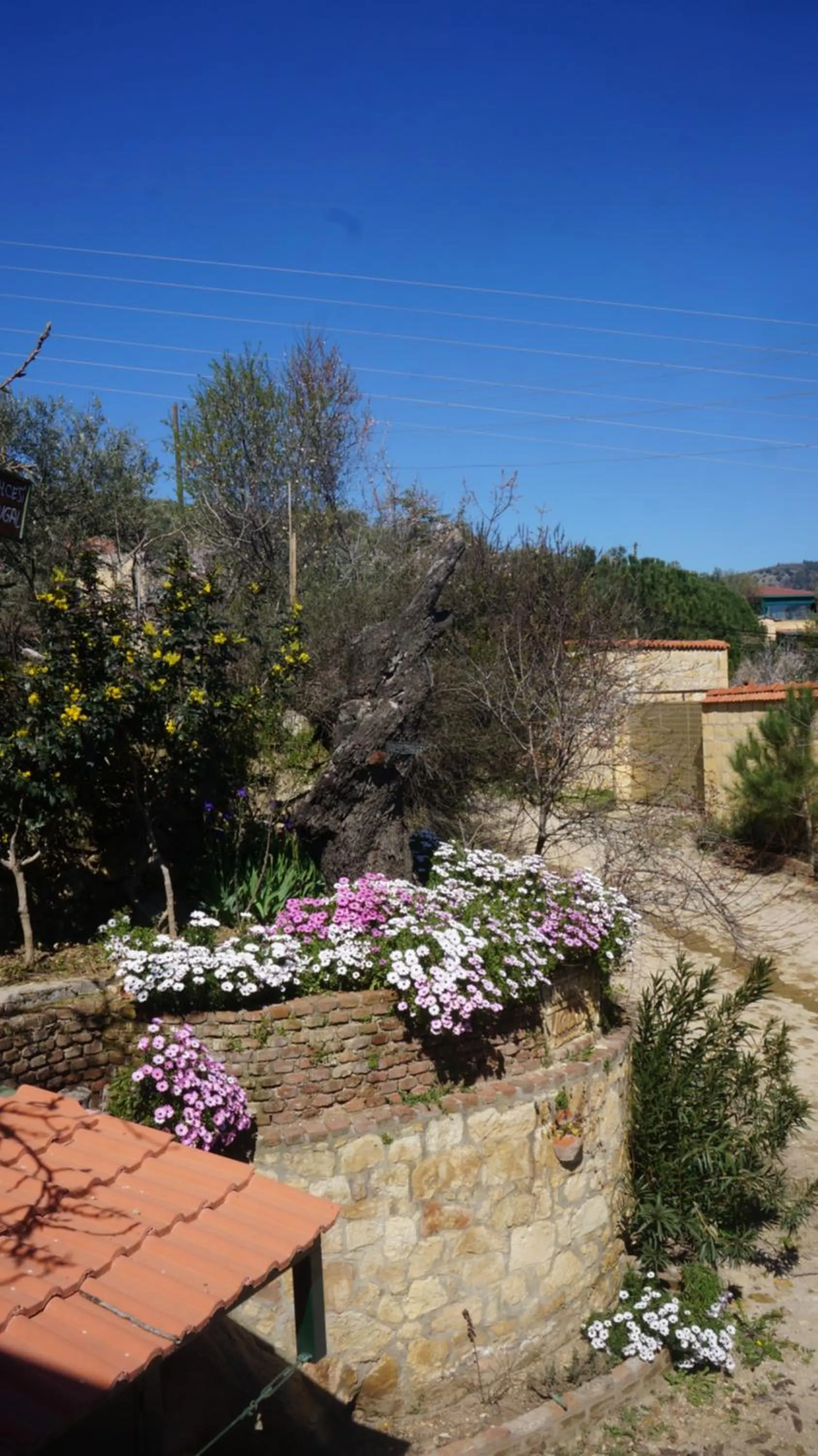 Garden view in Kisik Konagi