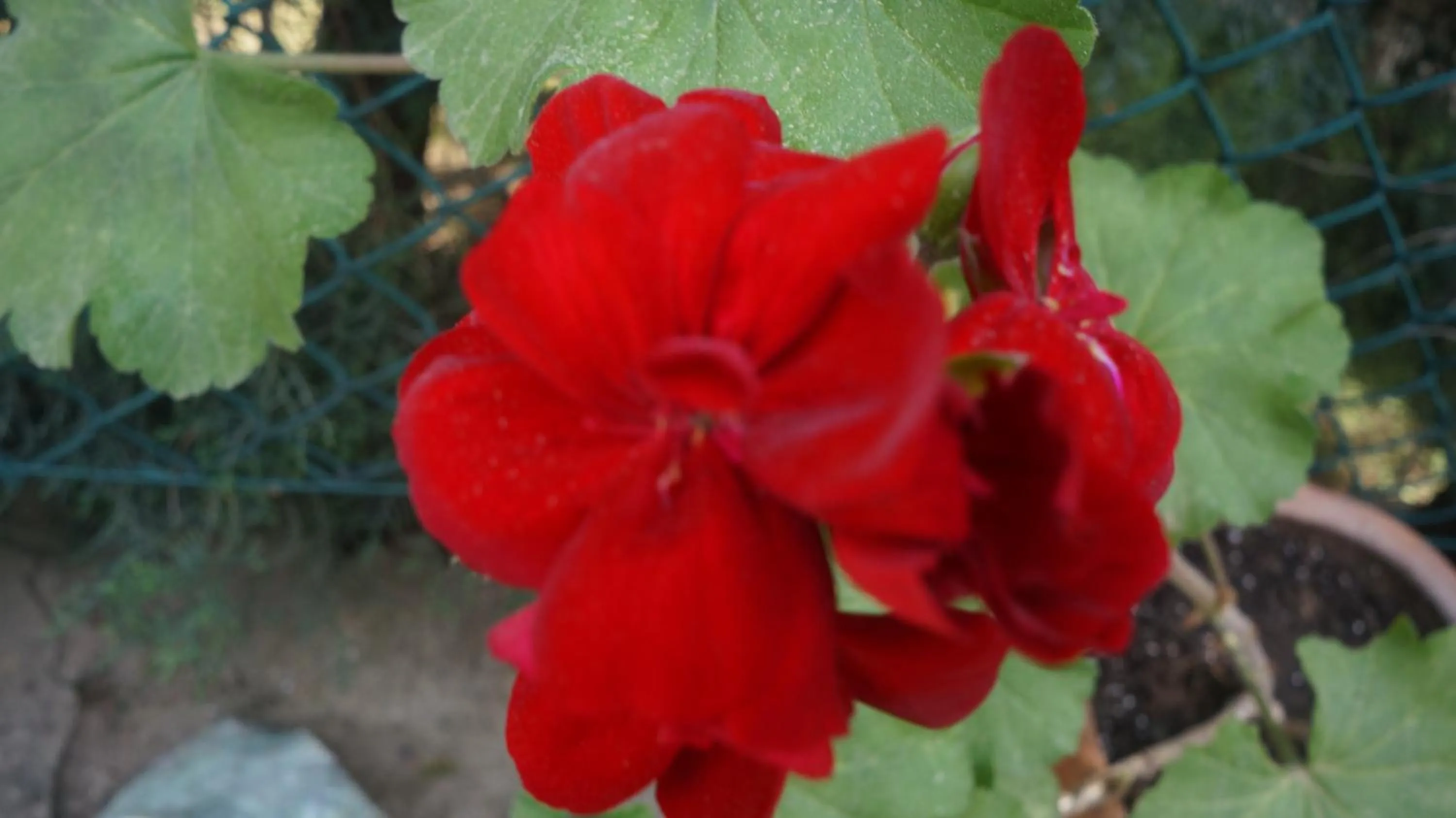 Spring in Kisik Konagi