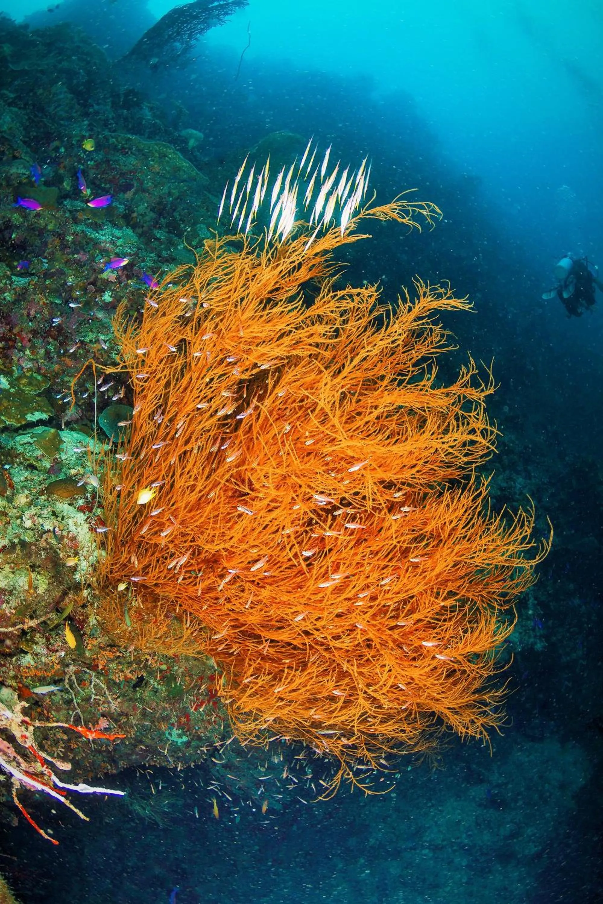 Diving in Quo Vadis Dive Resort