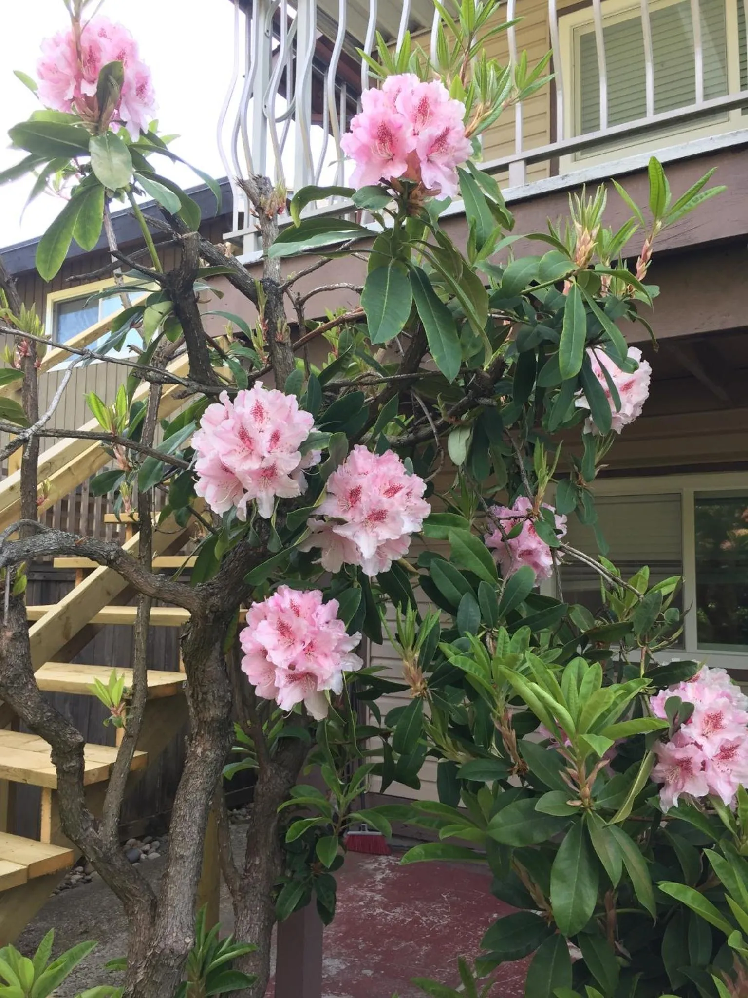 Garden in Orchid House near Vancouver YVR Airport