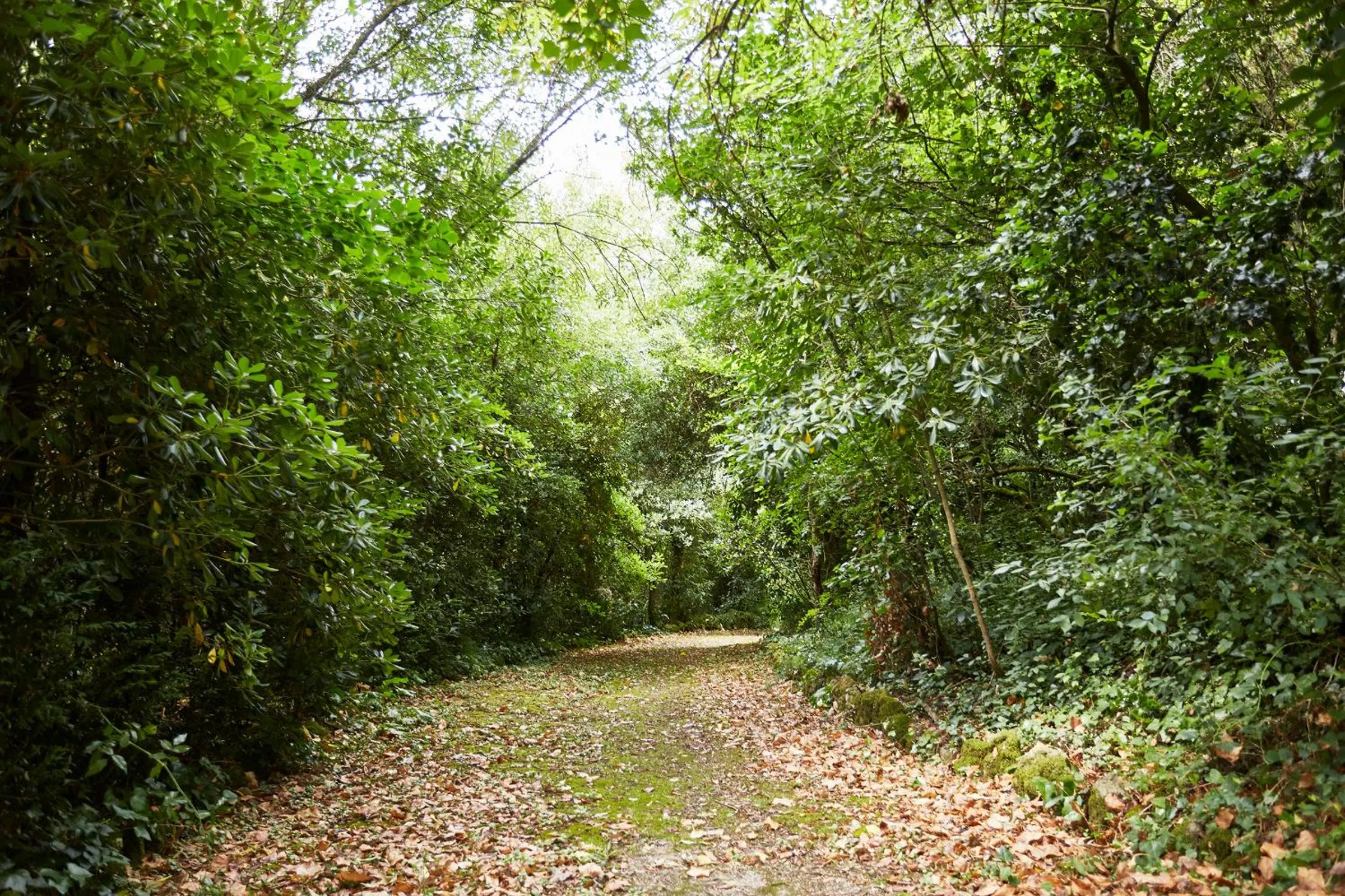 Garden in Casa D Obidos