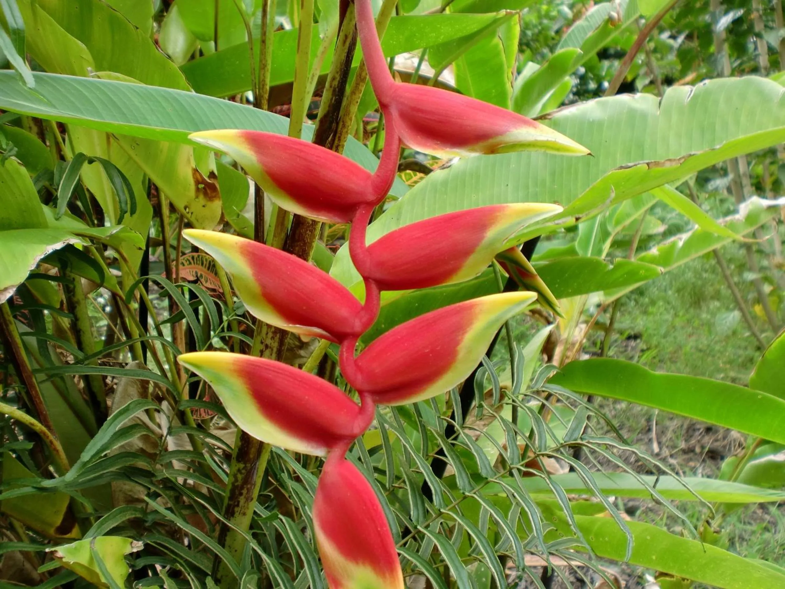 Garden in Bears' Place Guest House