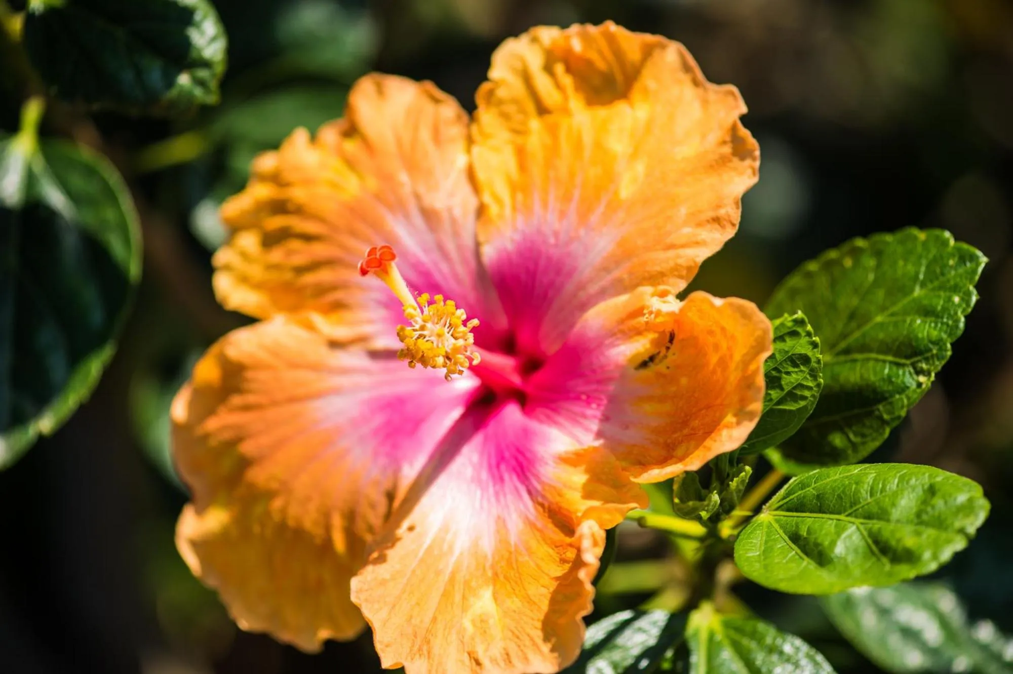 Garden in Bears' Place Guest House