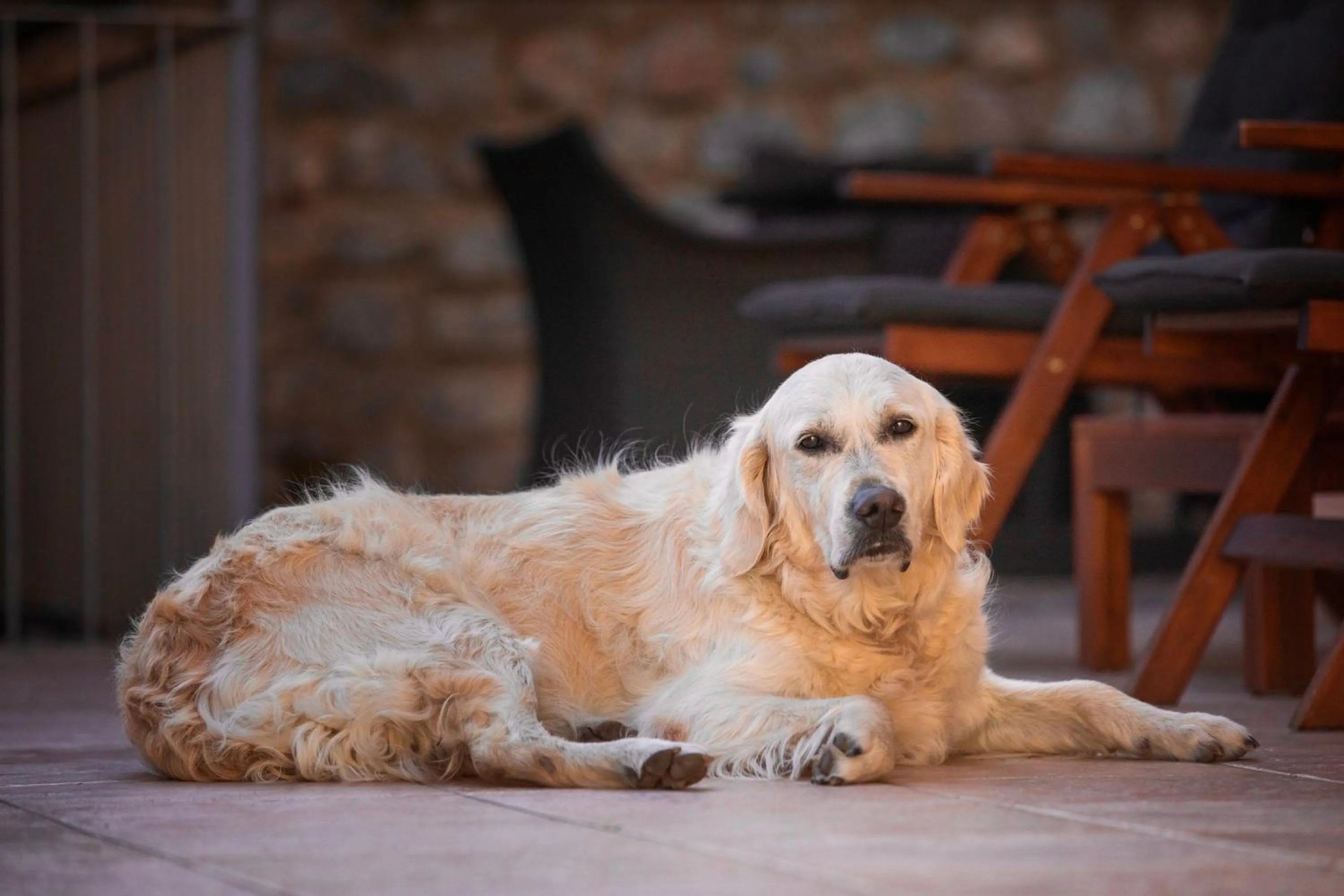 Pets in Baba Residences