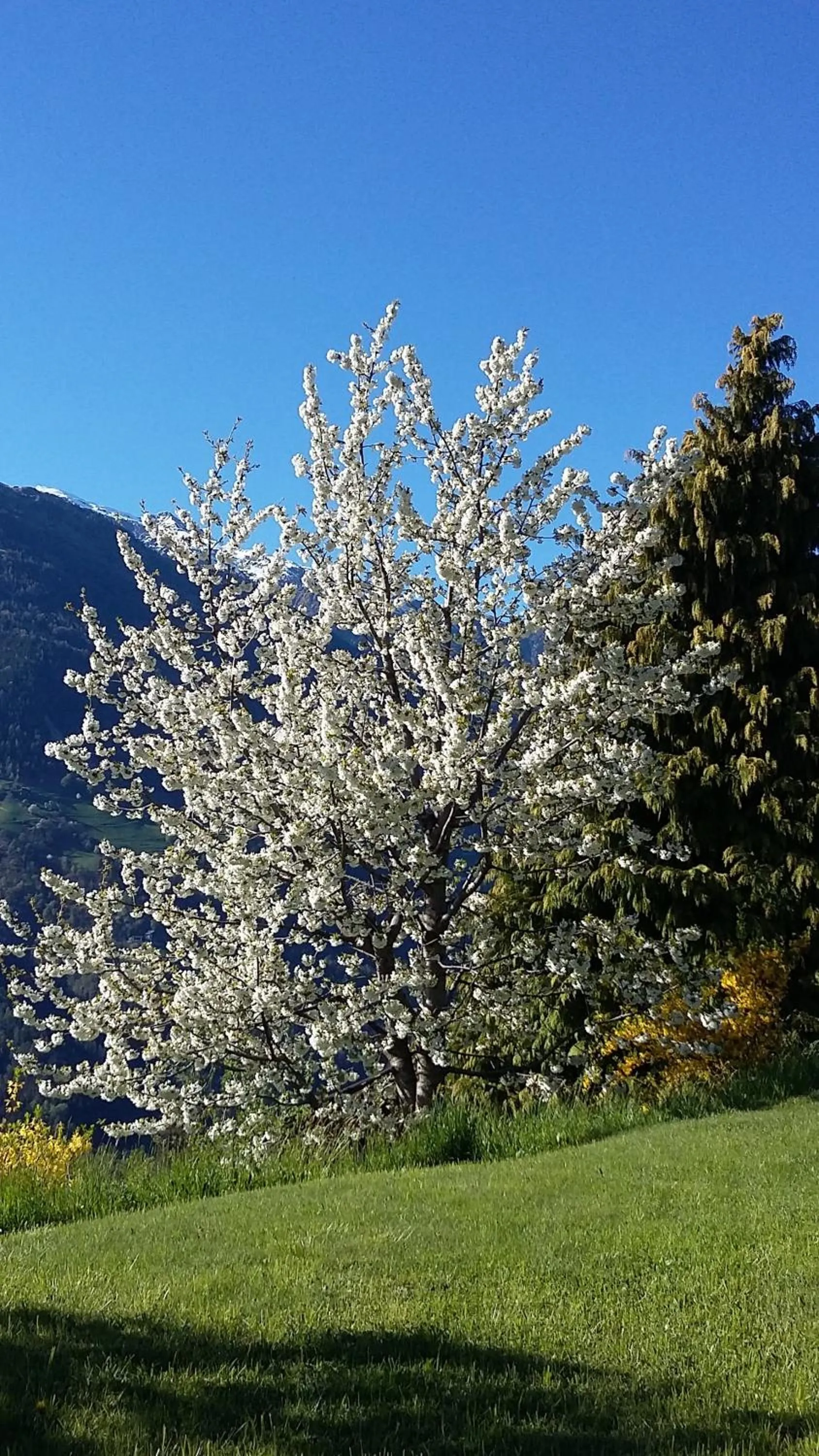 Spring in Hotel Garni Alpenhof