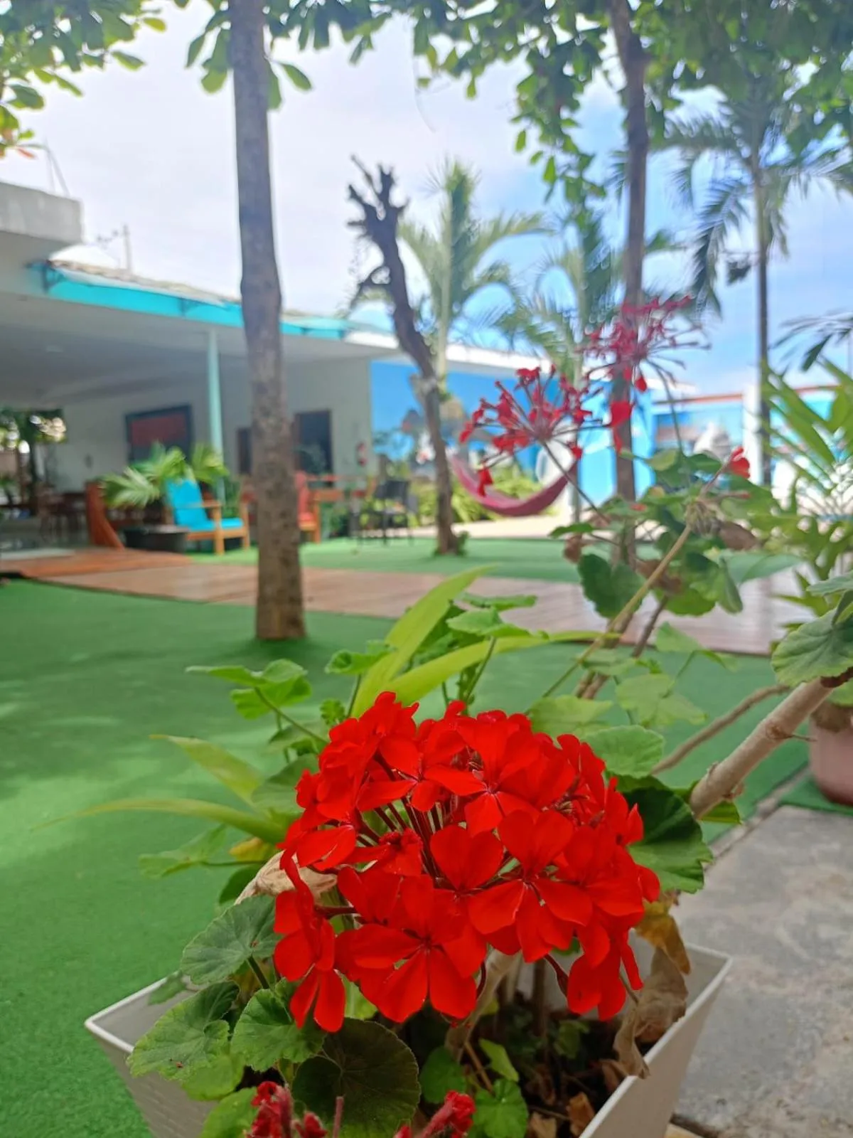 Garden in Galápagos Isabela Hotel Loja