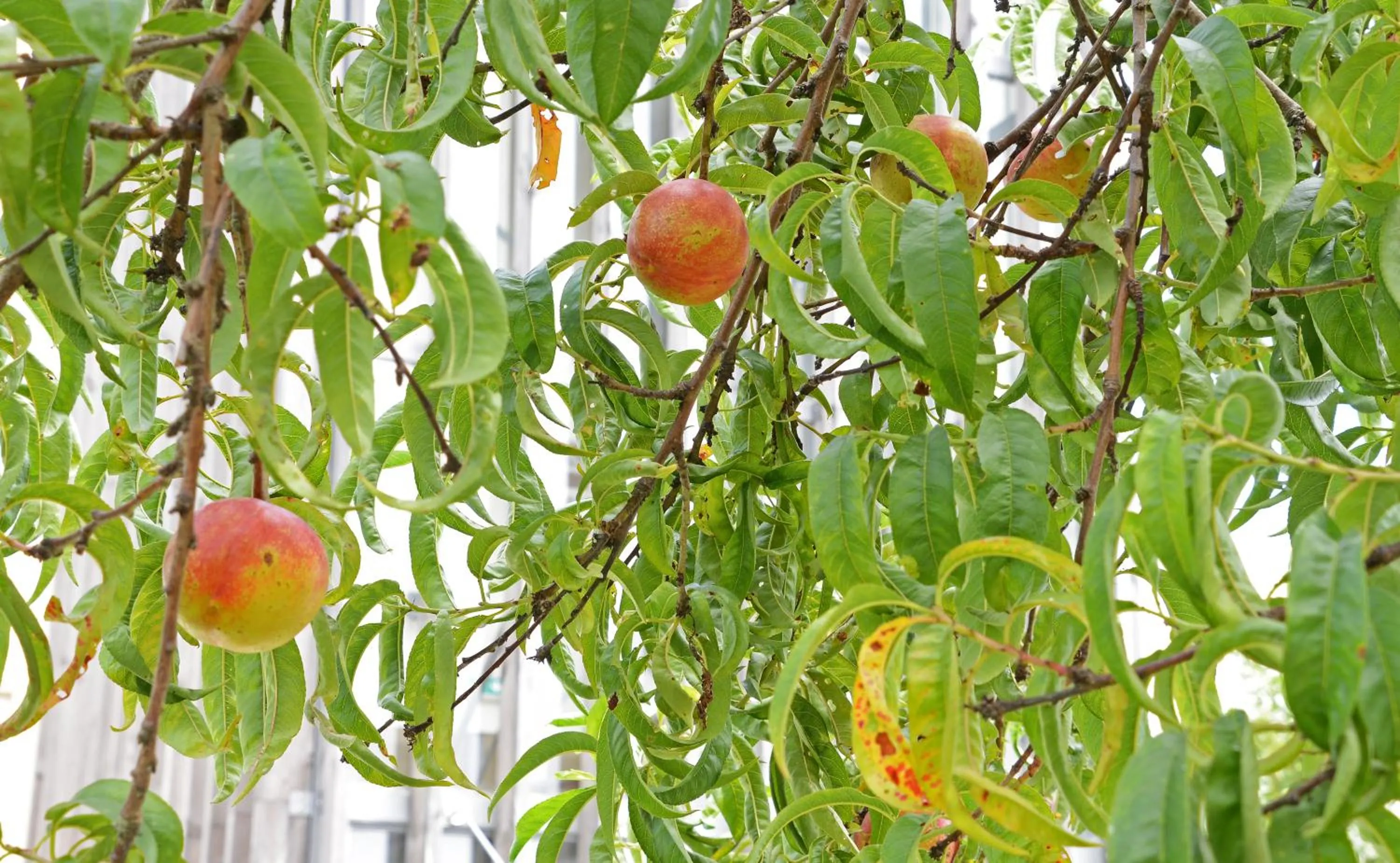 Peach Hostel & Suites