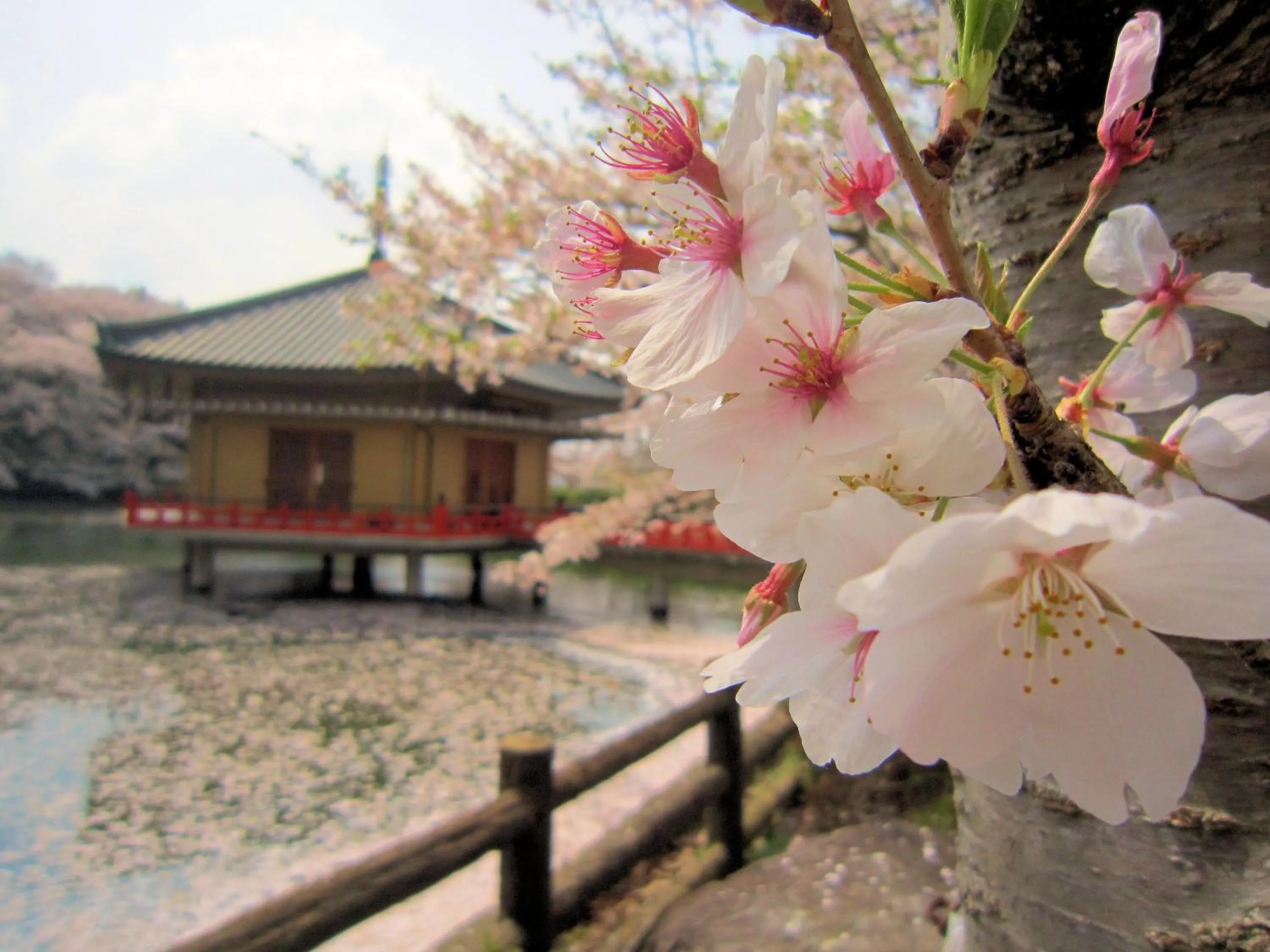 Spring in Ryokan Taishoro