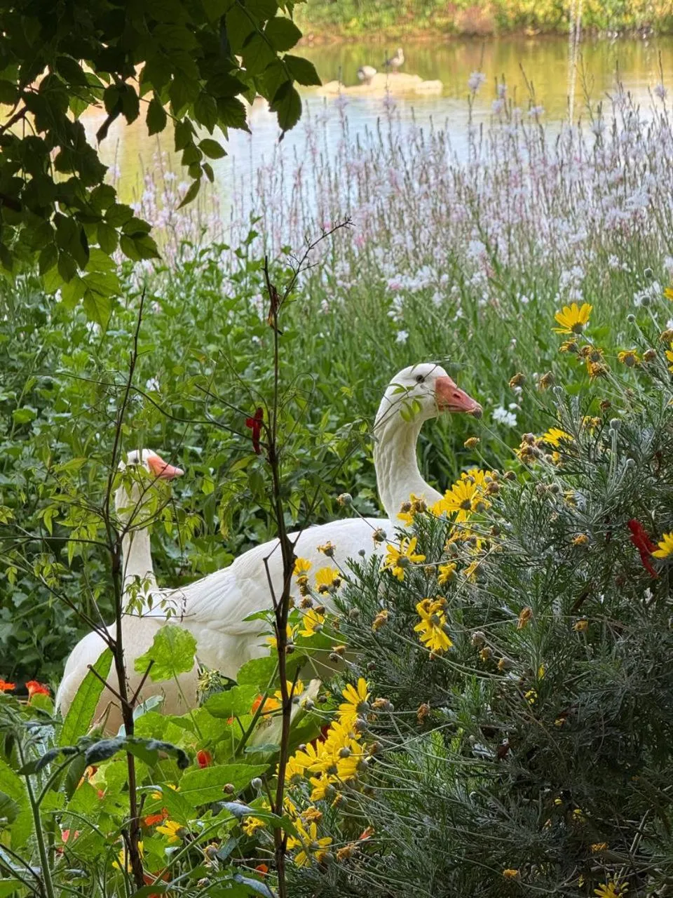 Animals in Middelplaas Paarl Guesthouse