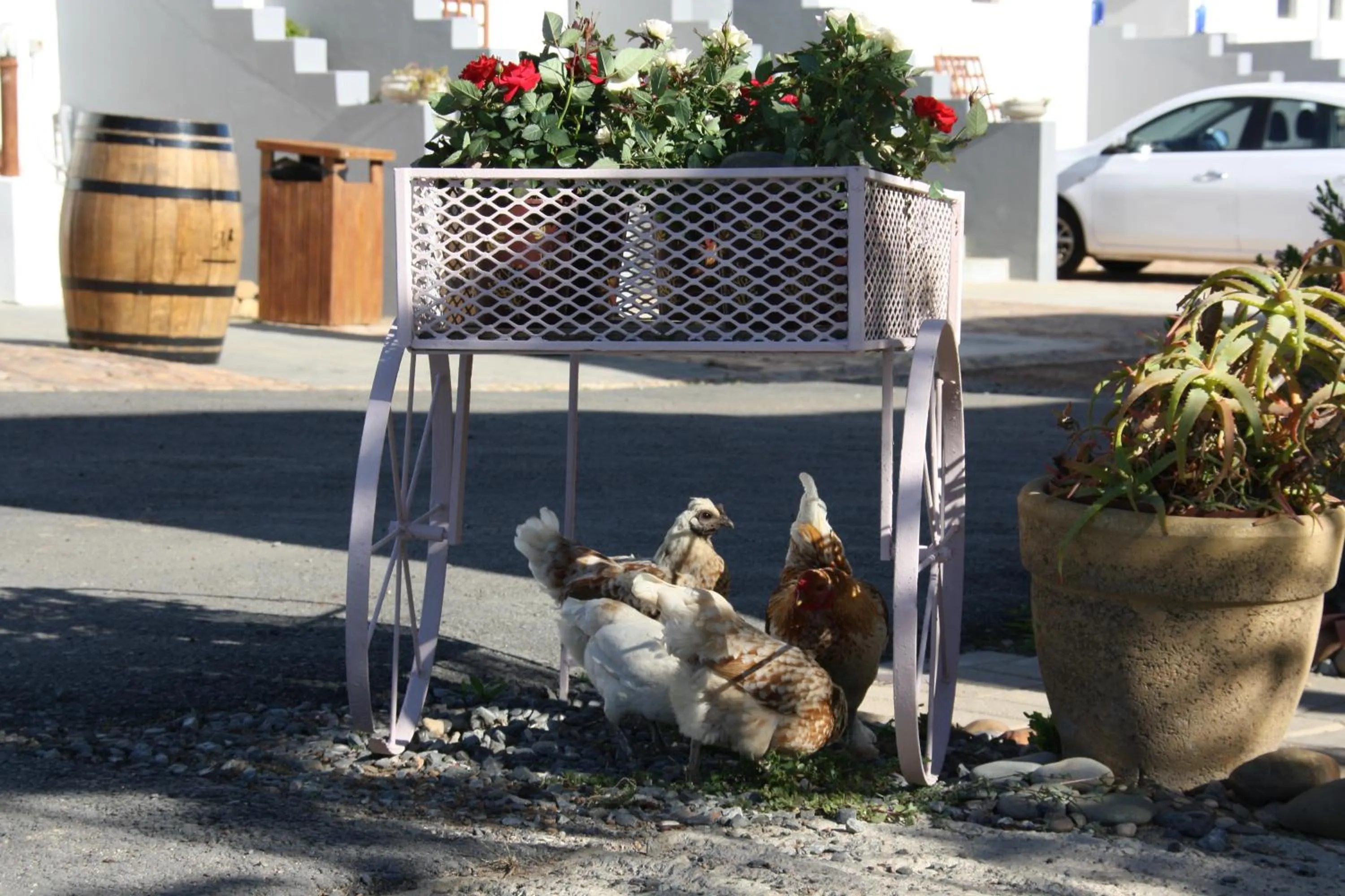 Animals in Middelplaas Paarl Guesthouse