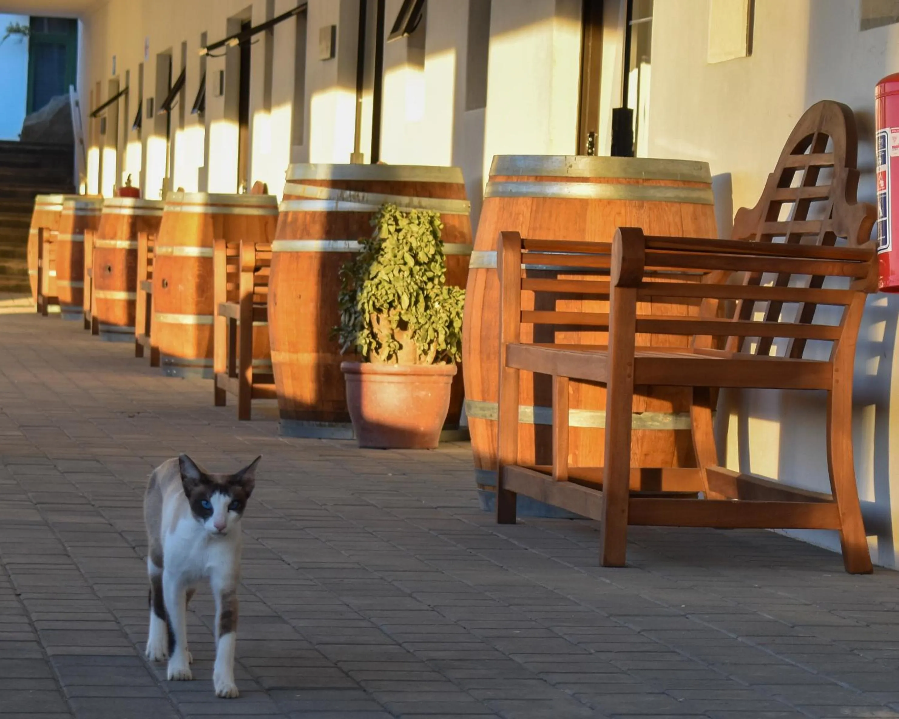 Facade/entrance in Middelplaas Paarl Guesthouse