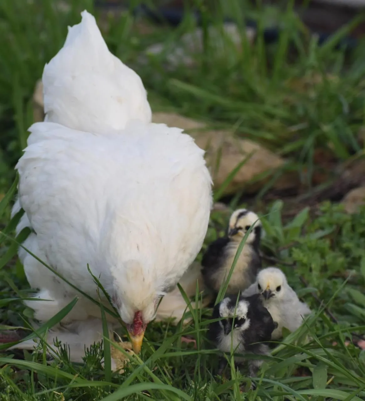Animals in Middelplaas Paarl Guesthouse