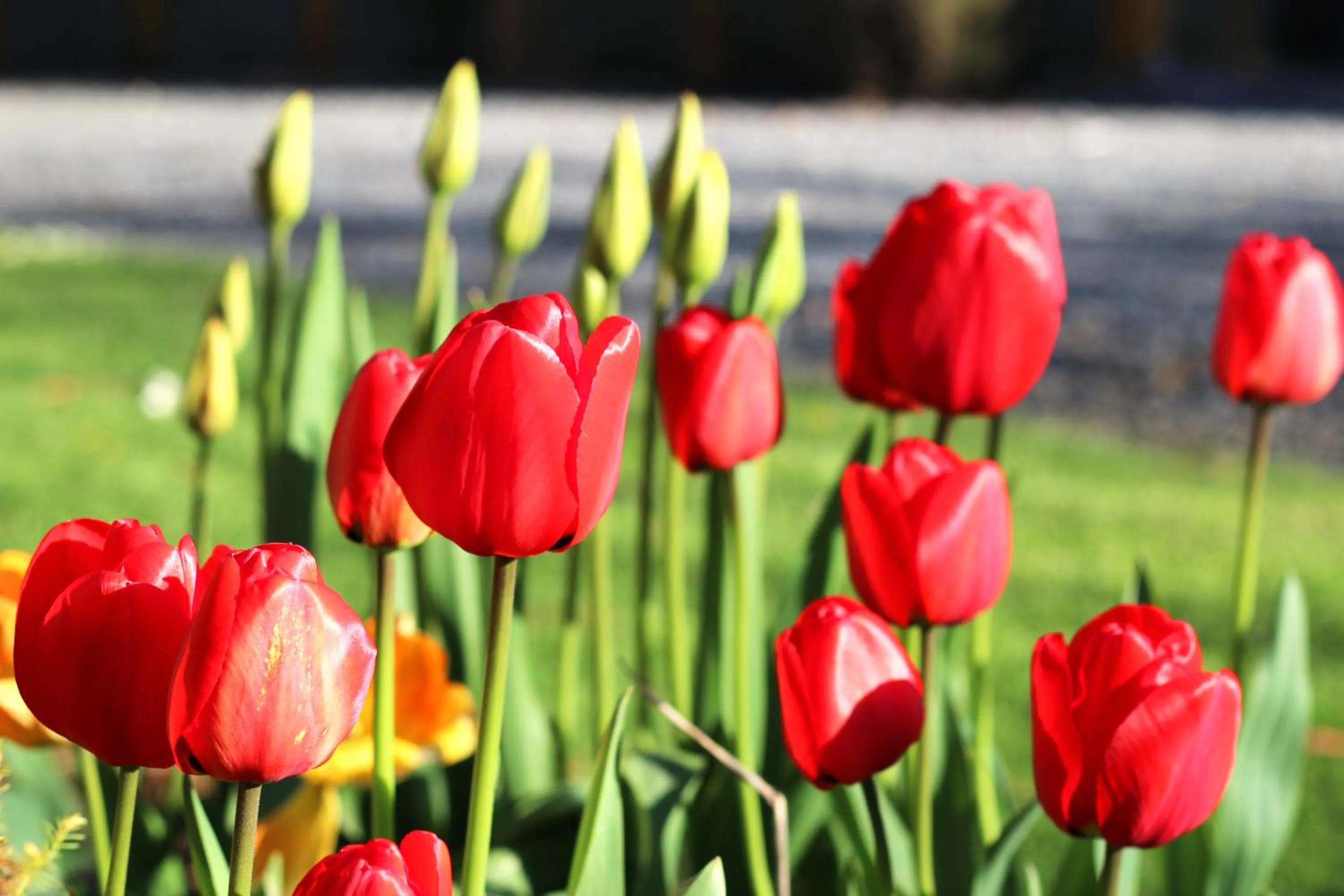 Garden in The River Lodge