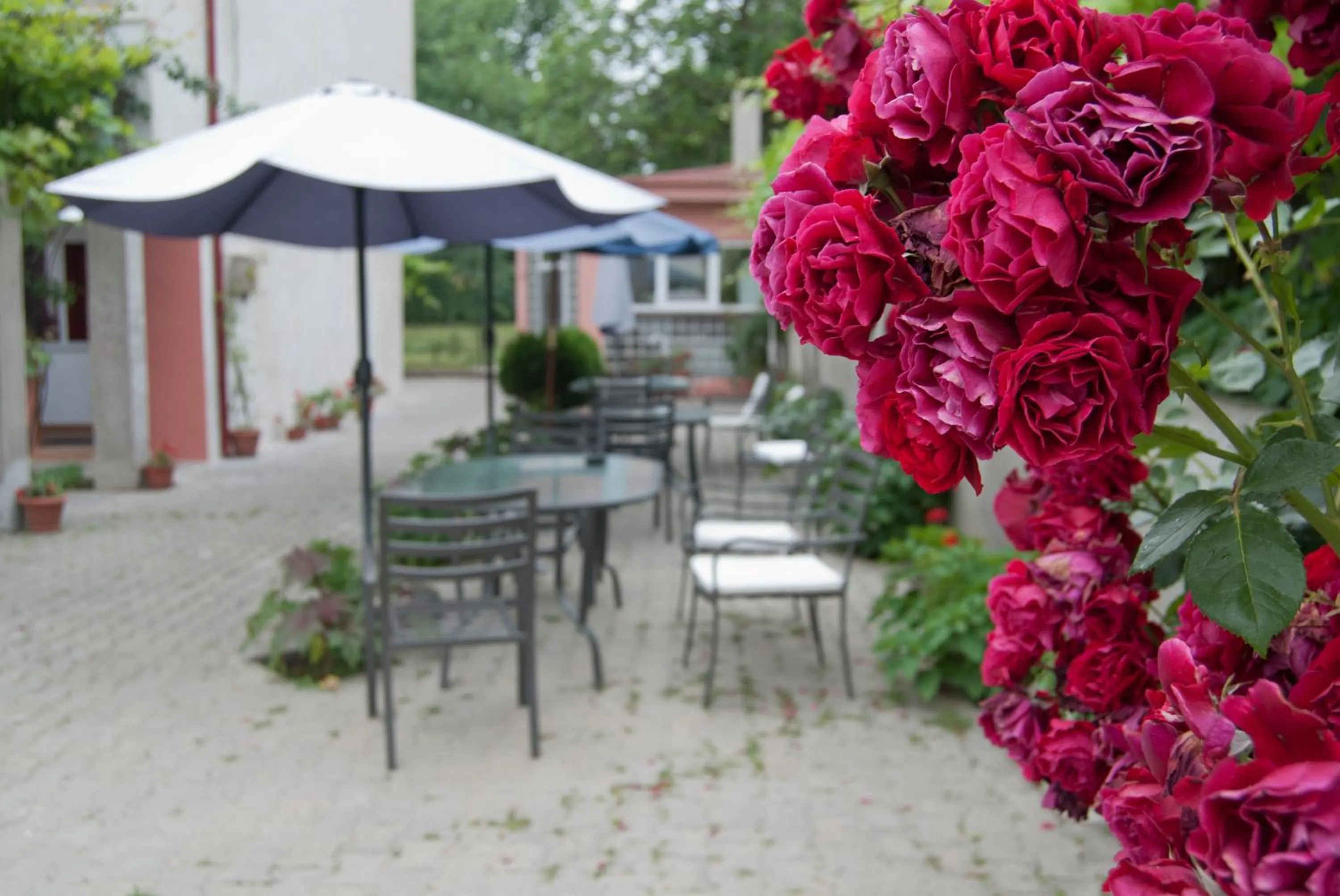 Patio in Hotel Laguna