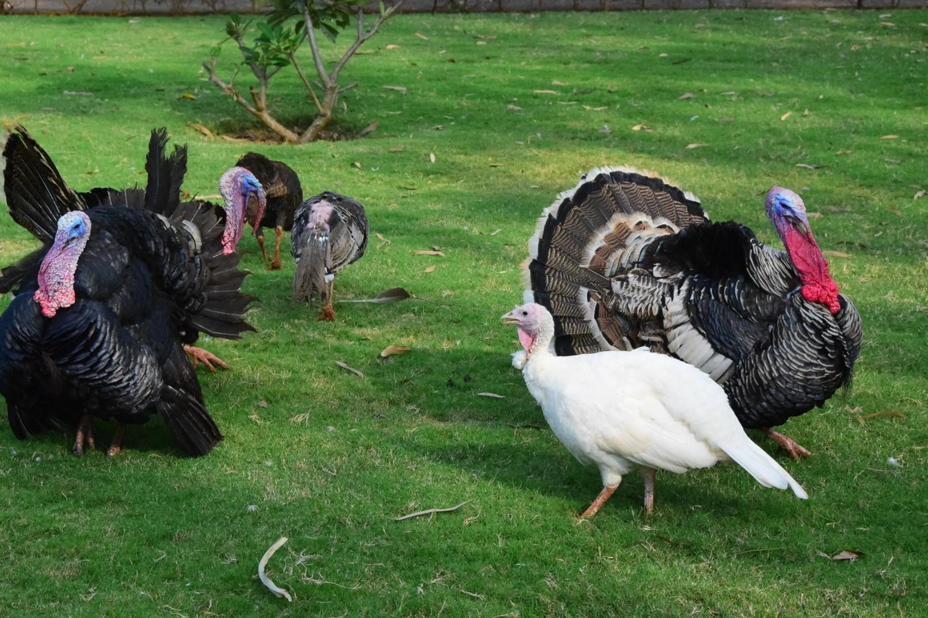 Pets in Fazlani Natures Nest - The Wellness Retreat