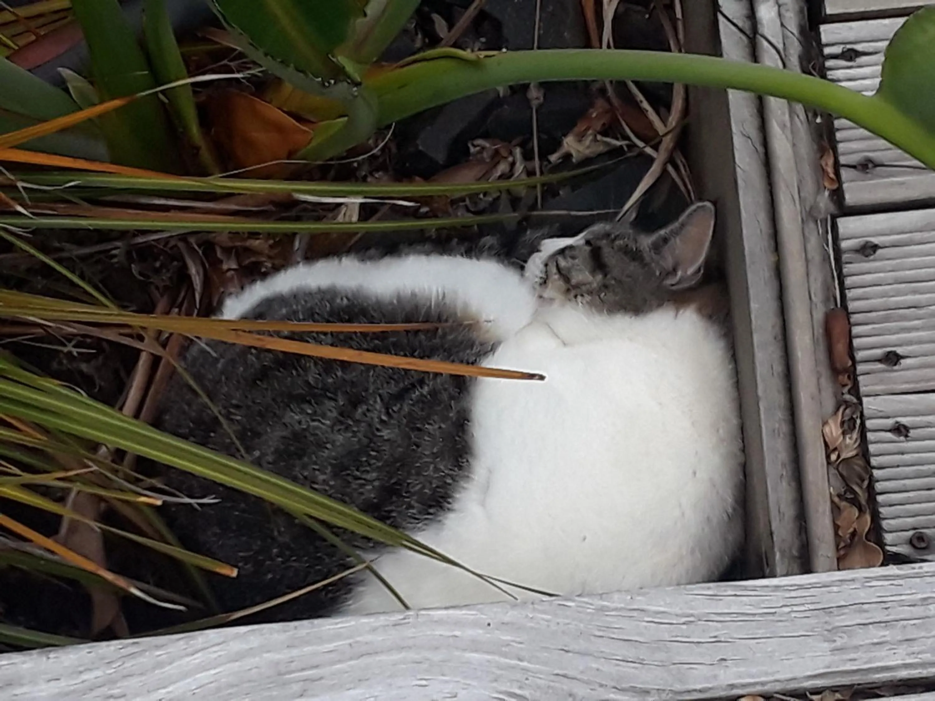 Garden in Lady Bowen Bed & Breakfast