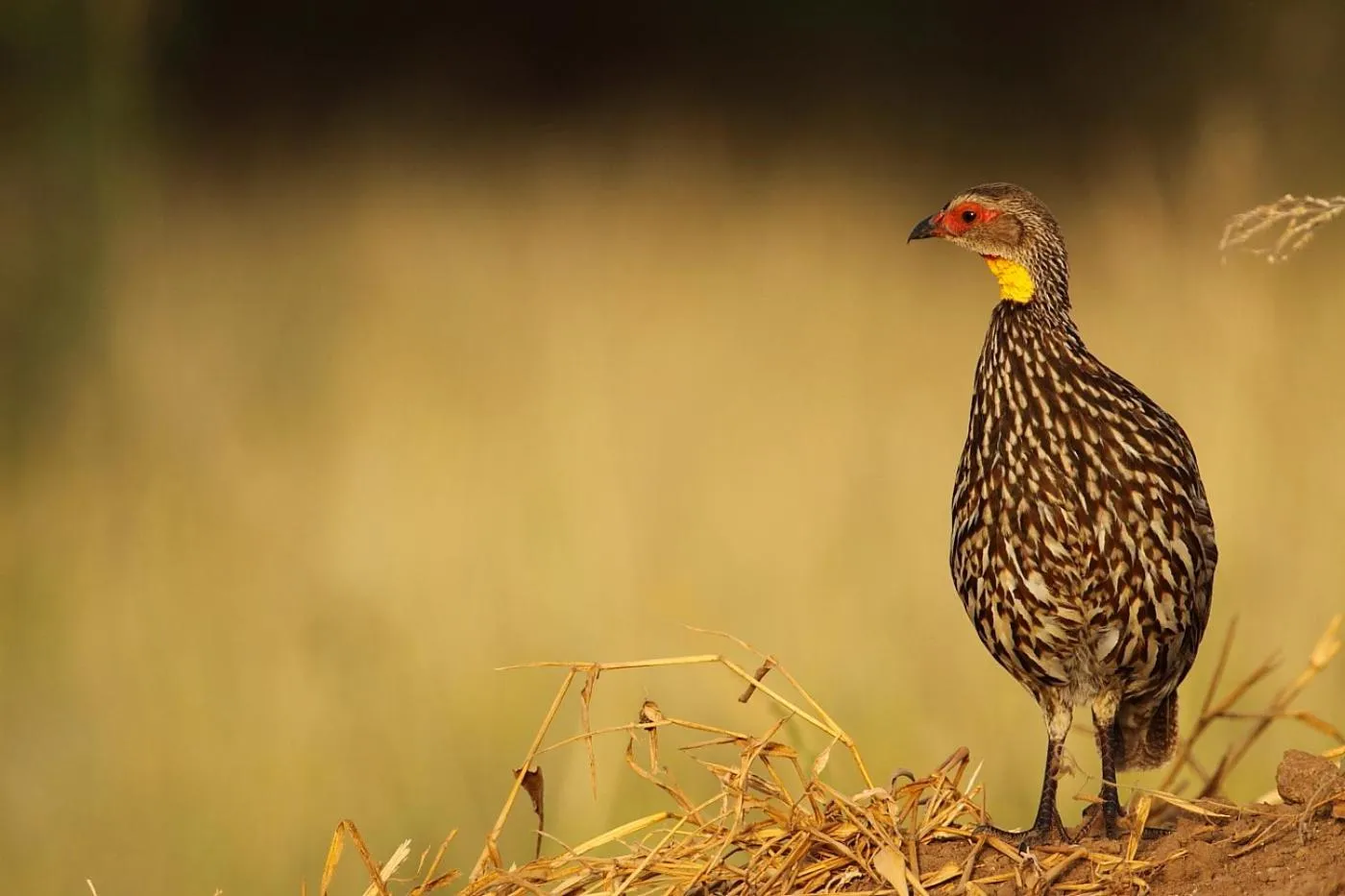 Animals in Baobab Tented Camp