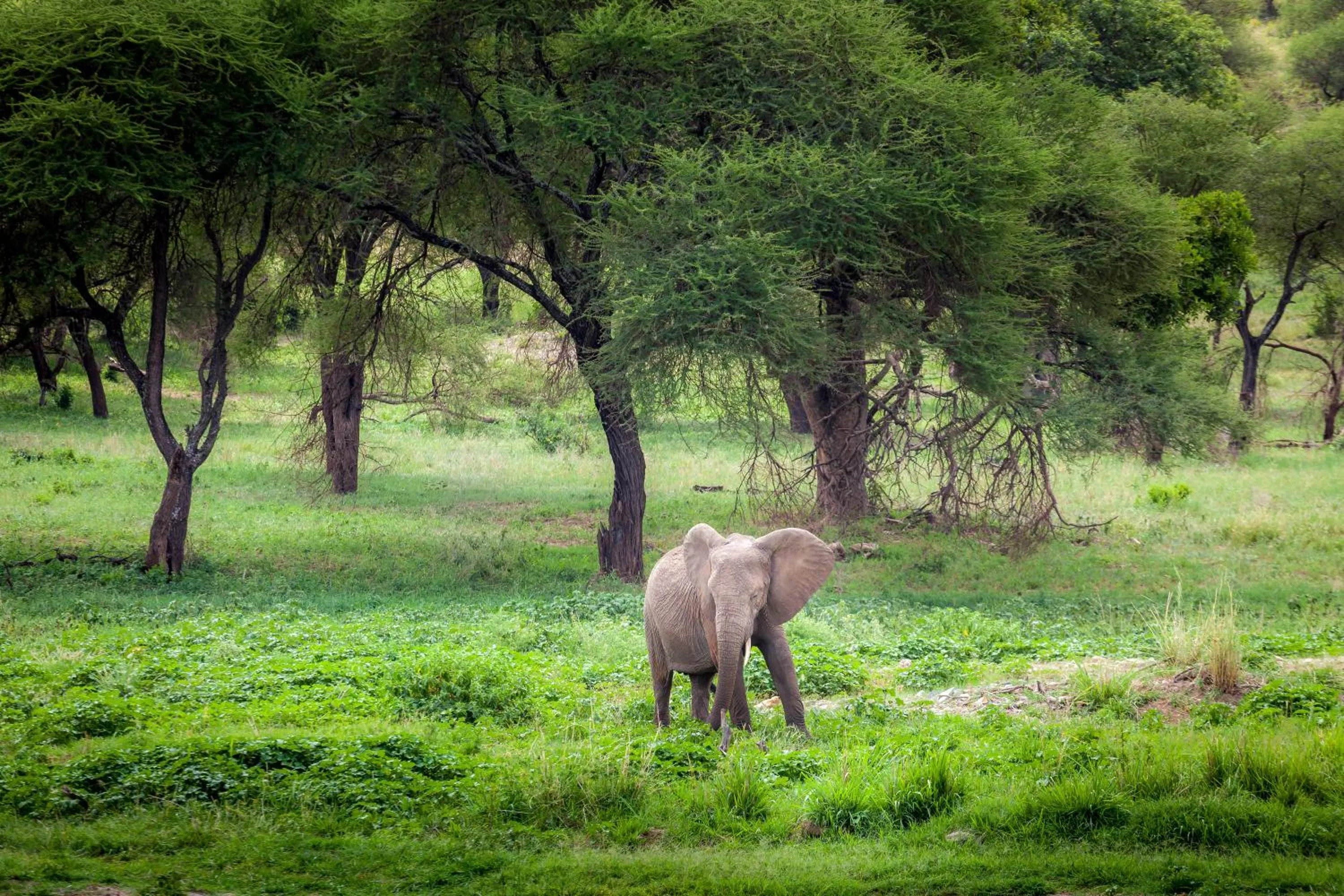Natural landscape in Baobab Tented Camp