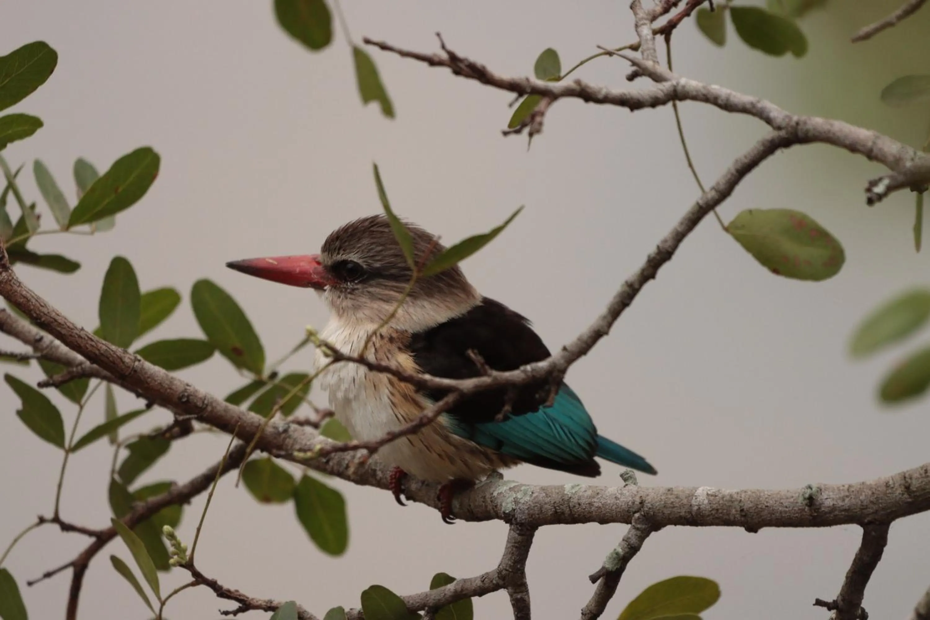 Animals in Doringpoort Lodge