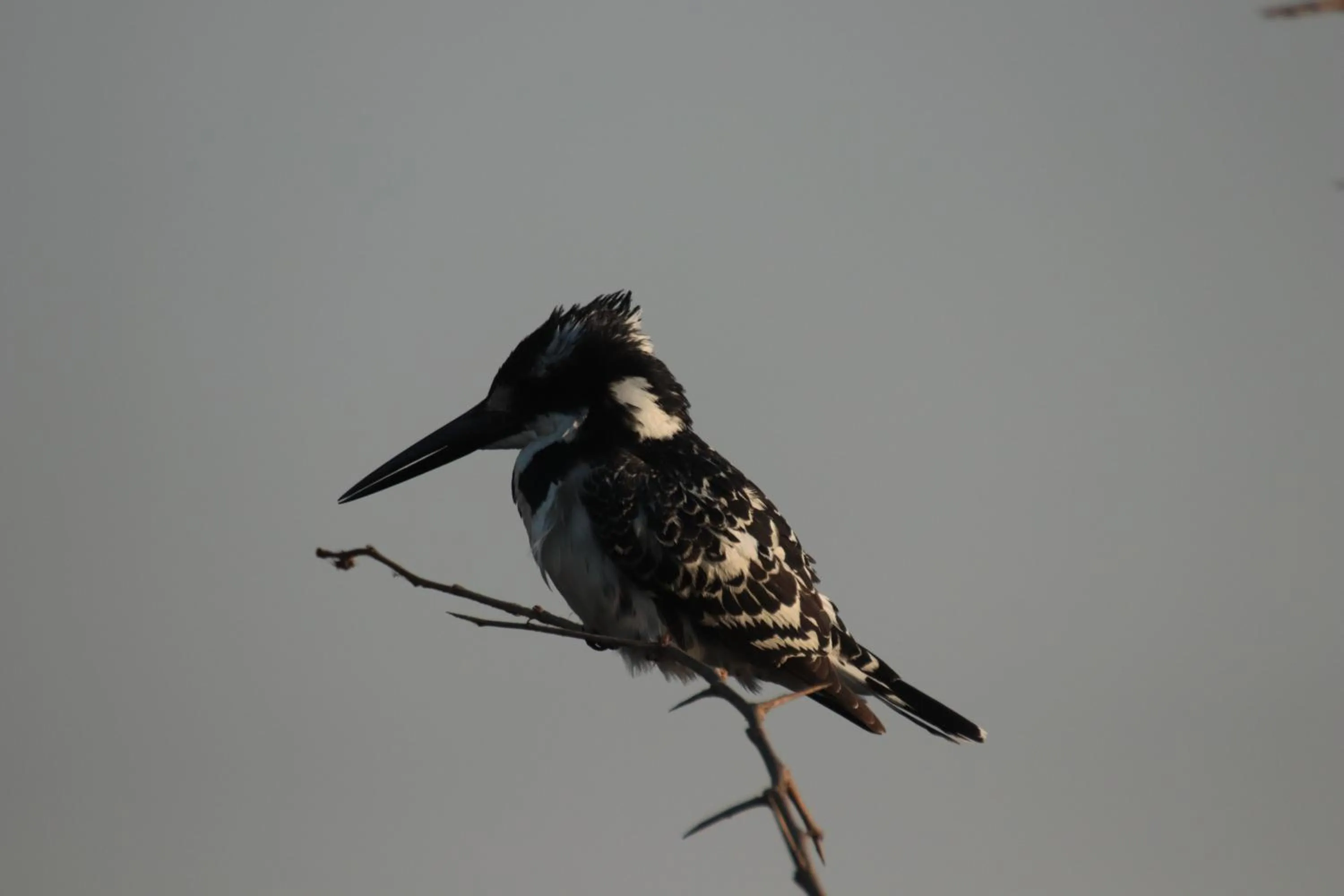 Animals in Doringpoort Lodge