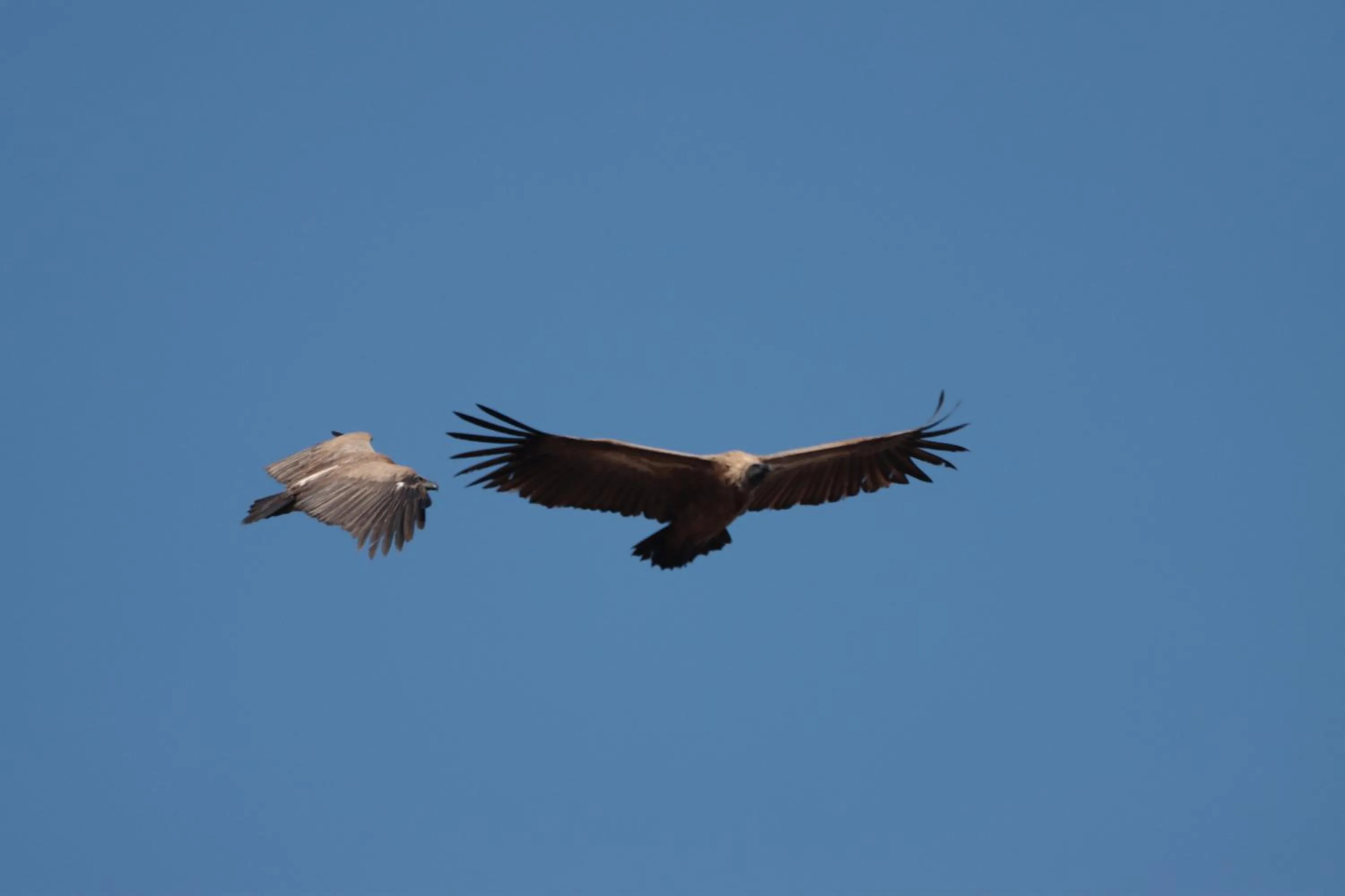 Animals in Doringpoort Lodge