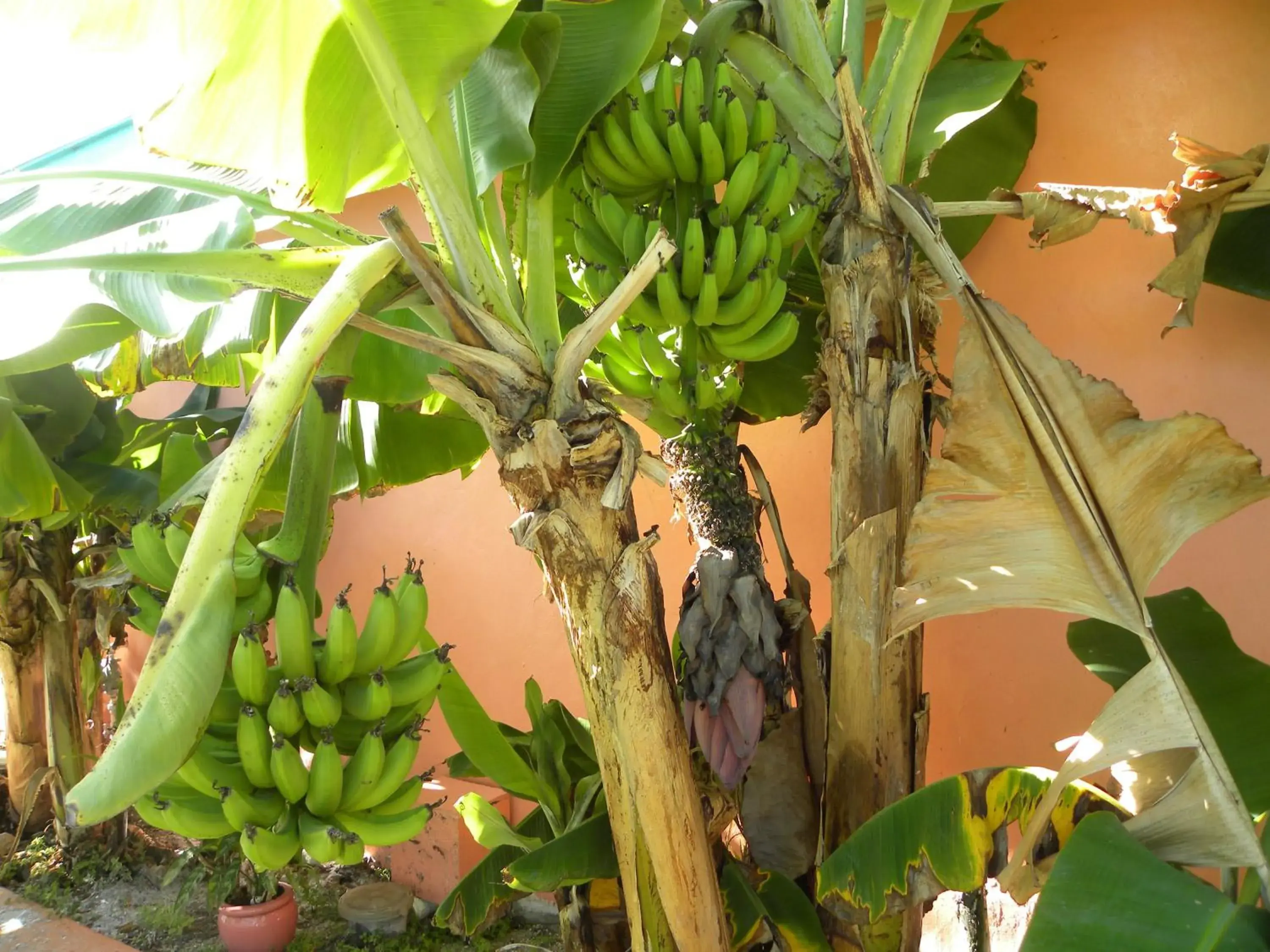 Garden view in Rock Reef Resort Garden view in Rock Reef Resort