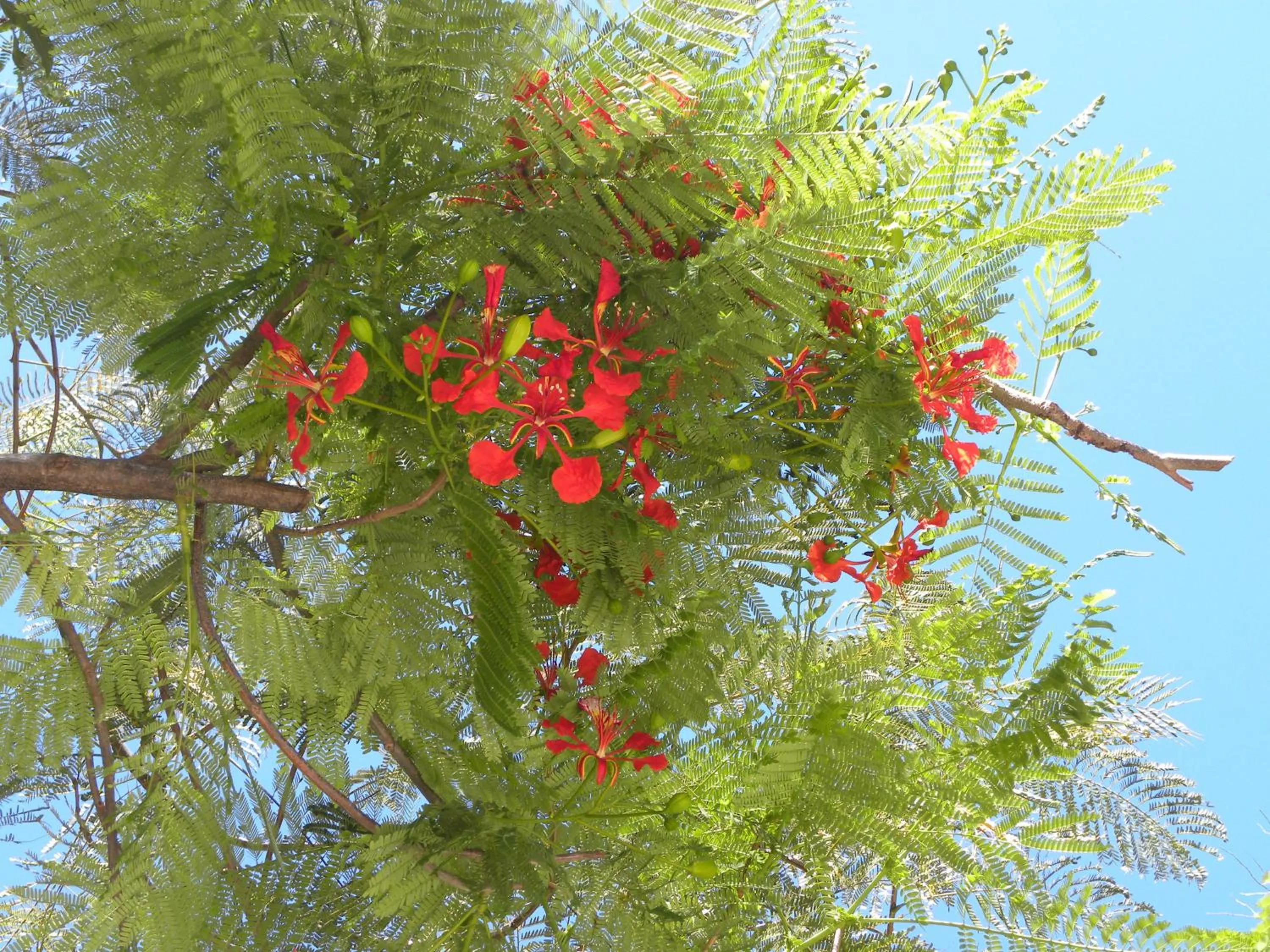 Garden in Rock Reef Resort