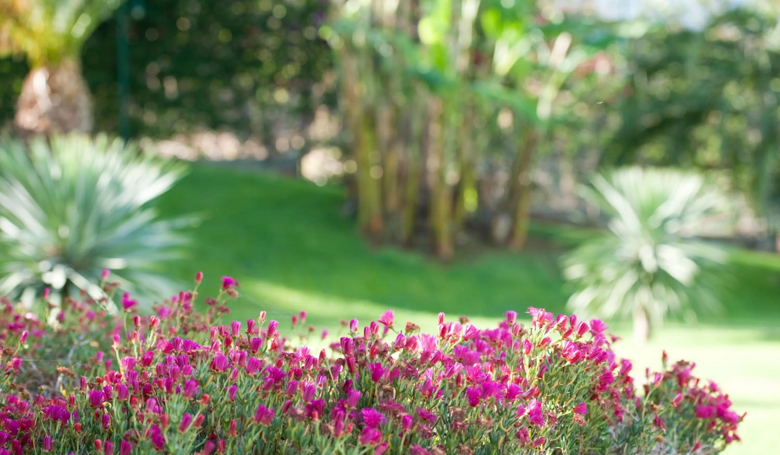 Spring in Madeira Panorâmico Hotel