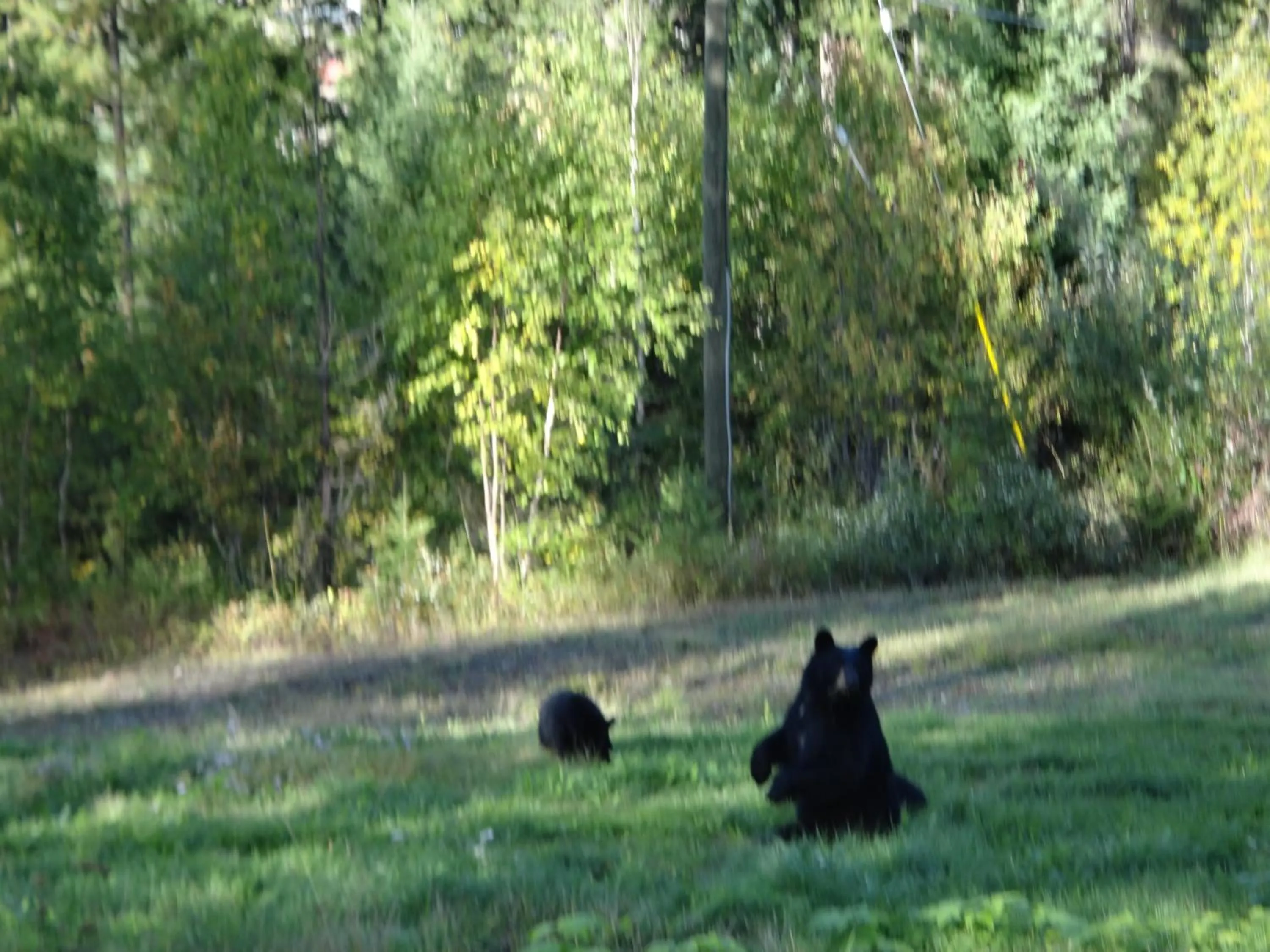 Natural landscape in Alpine Meadows Lodge