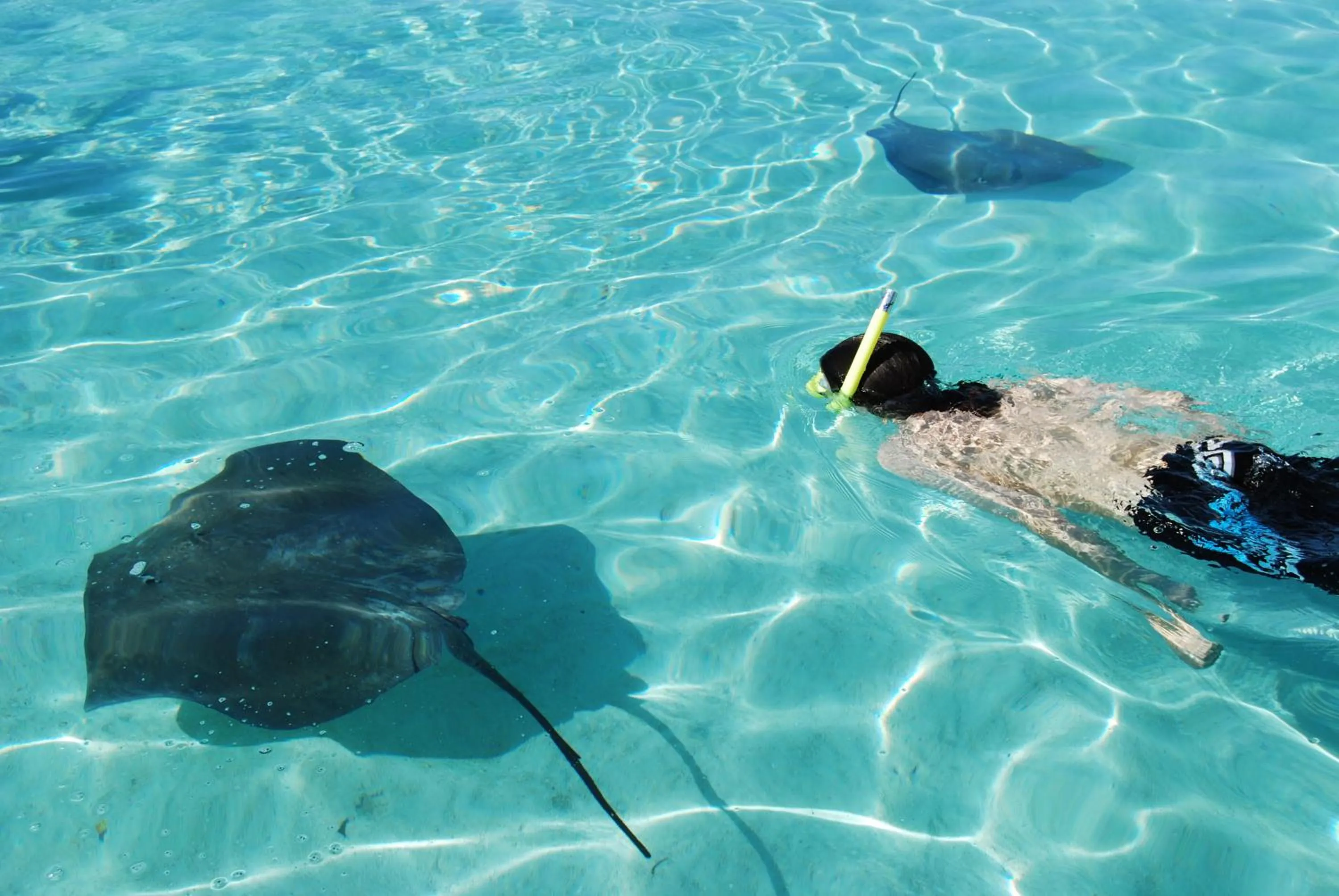 Snorkeling in Robinson's Cove Villas
