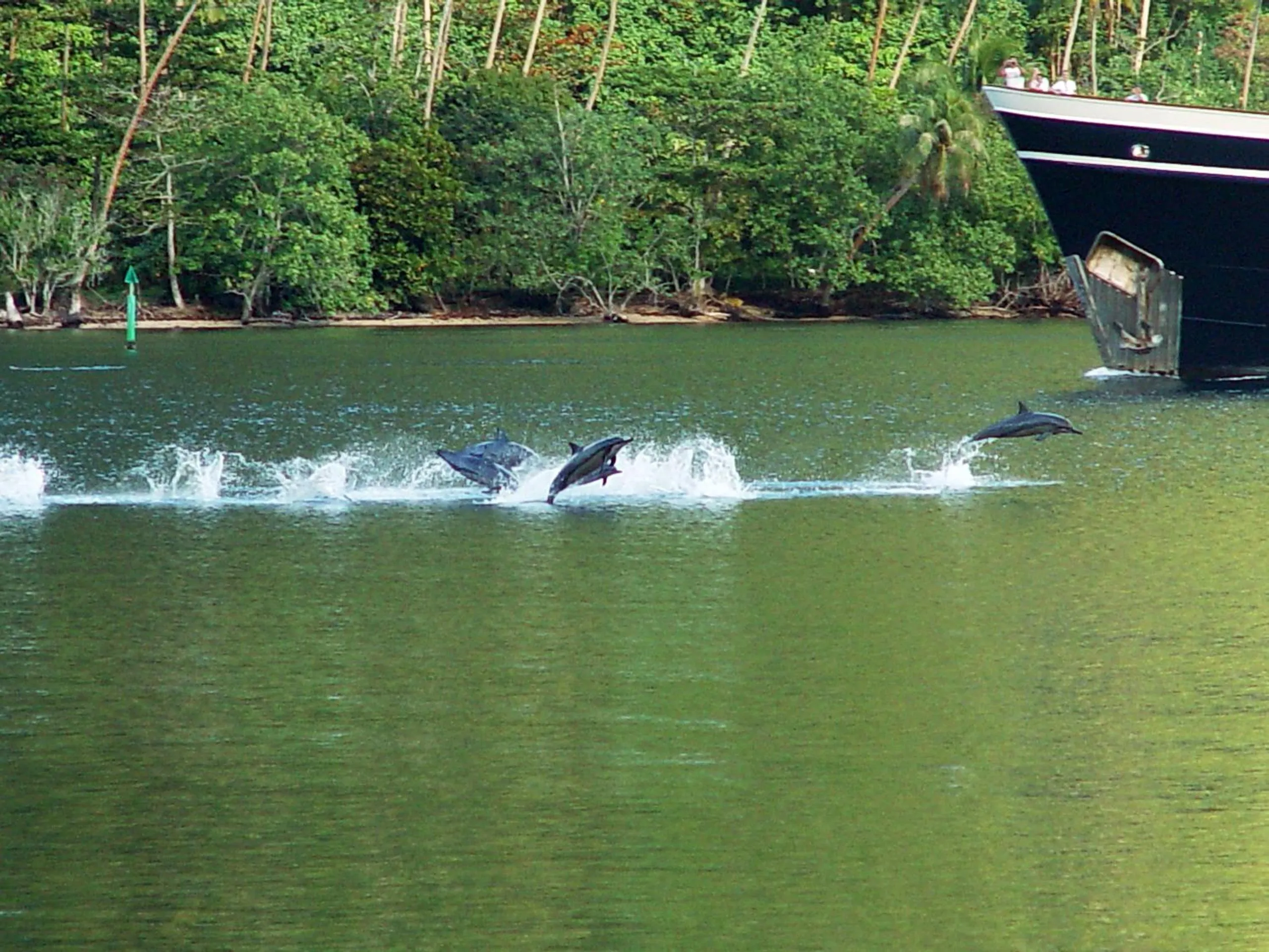 Animals in Robinson's Cove Villas