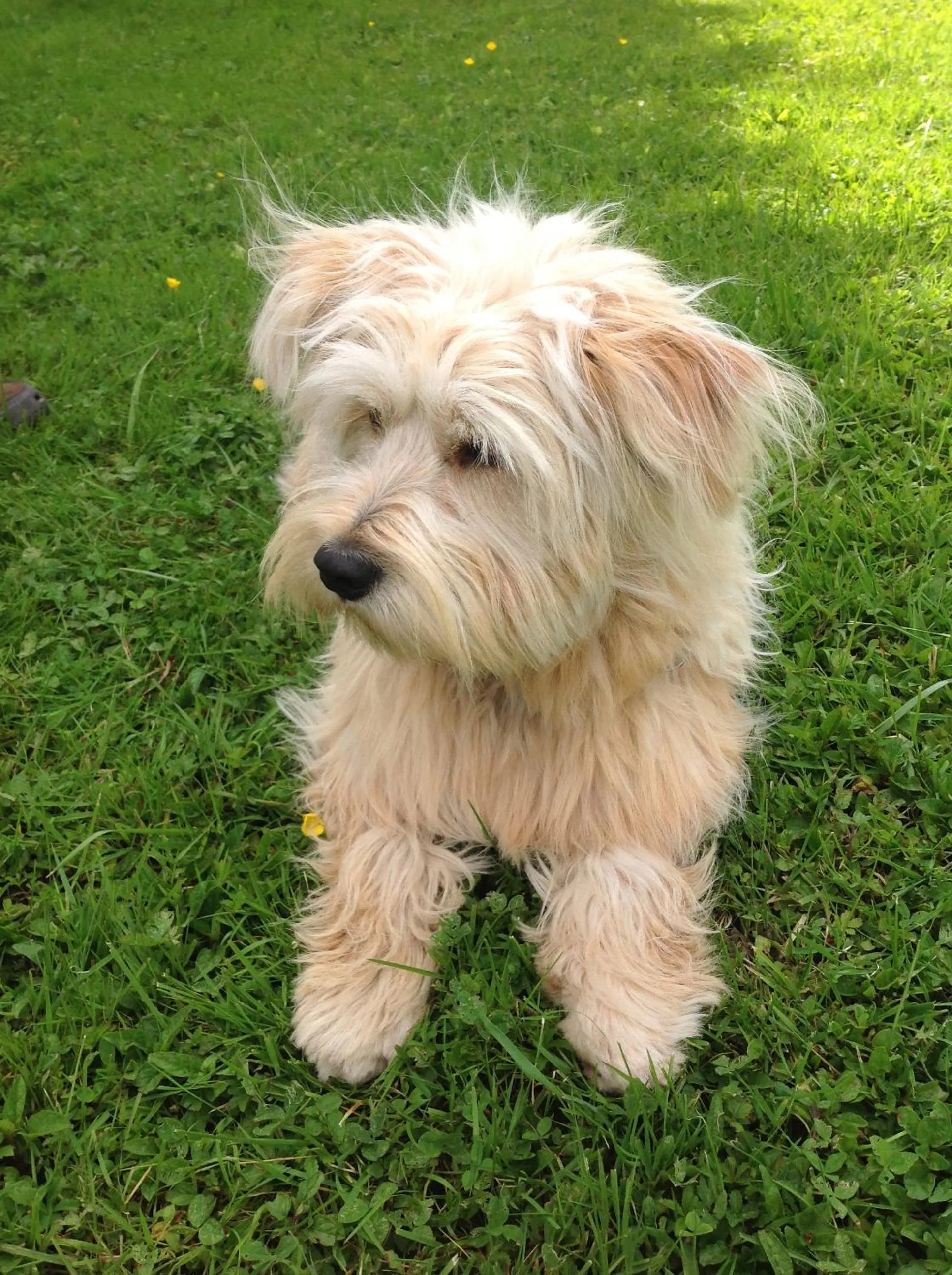 Pets in Le Paon Bleu Annecy Poisy