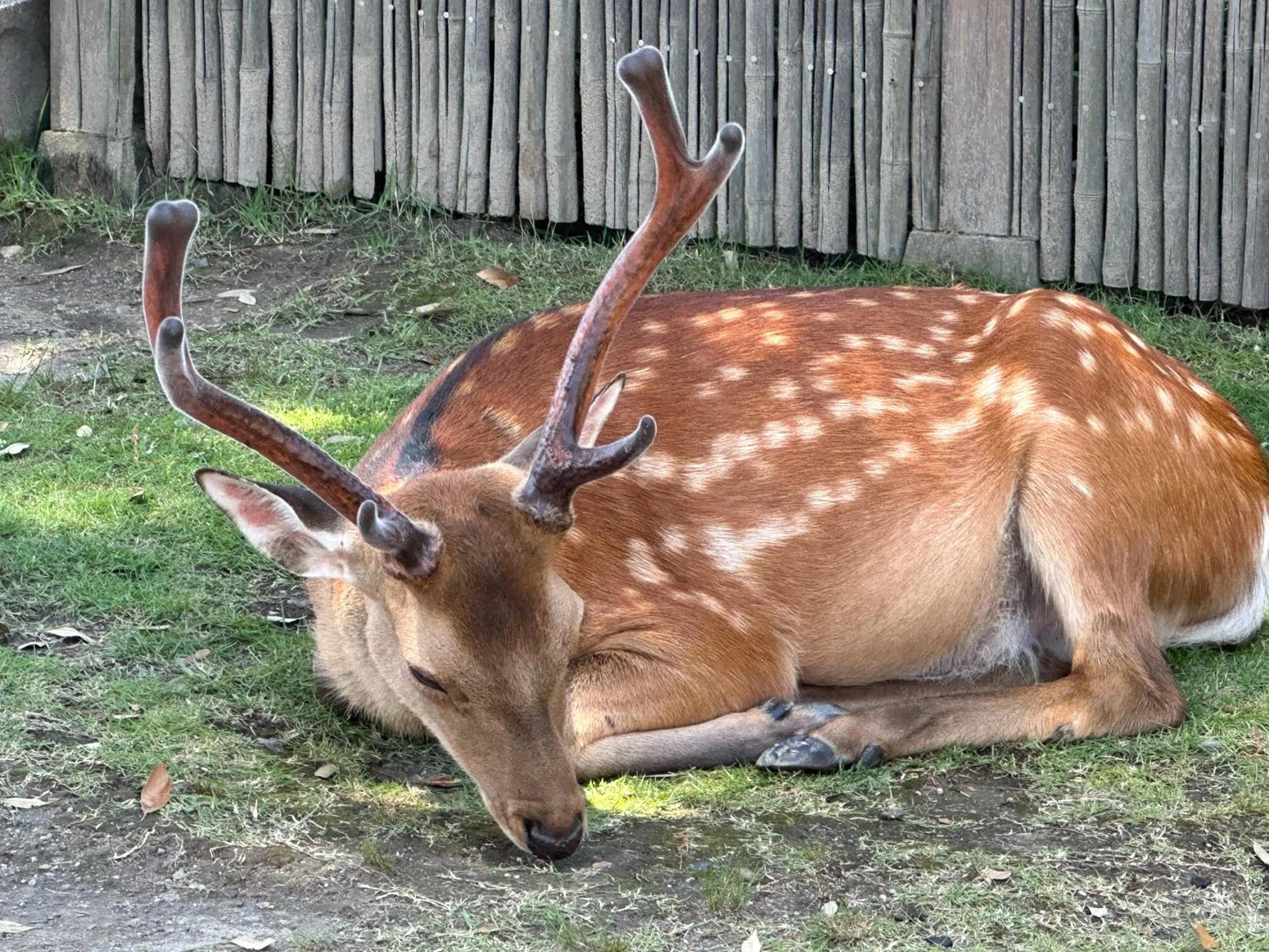 Animals in Ryokan Kousen Kazeya Group