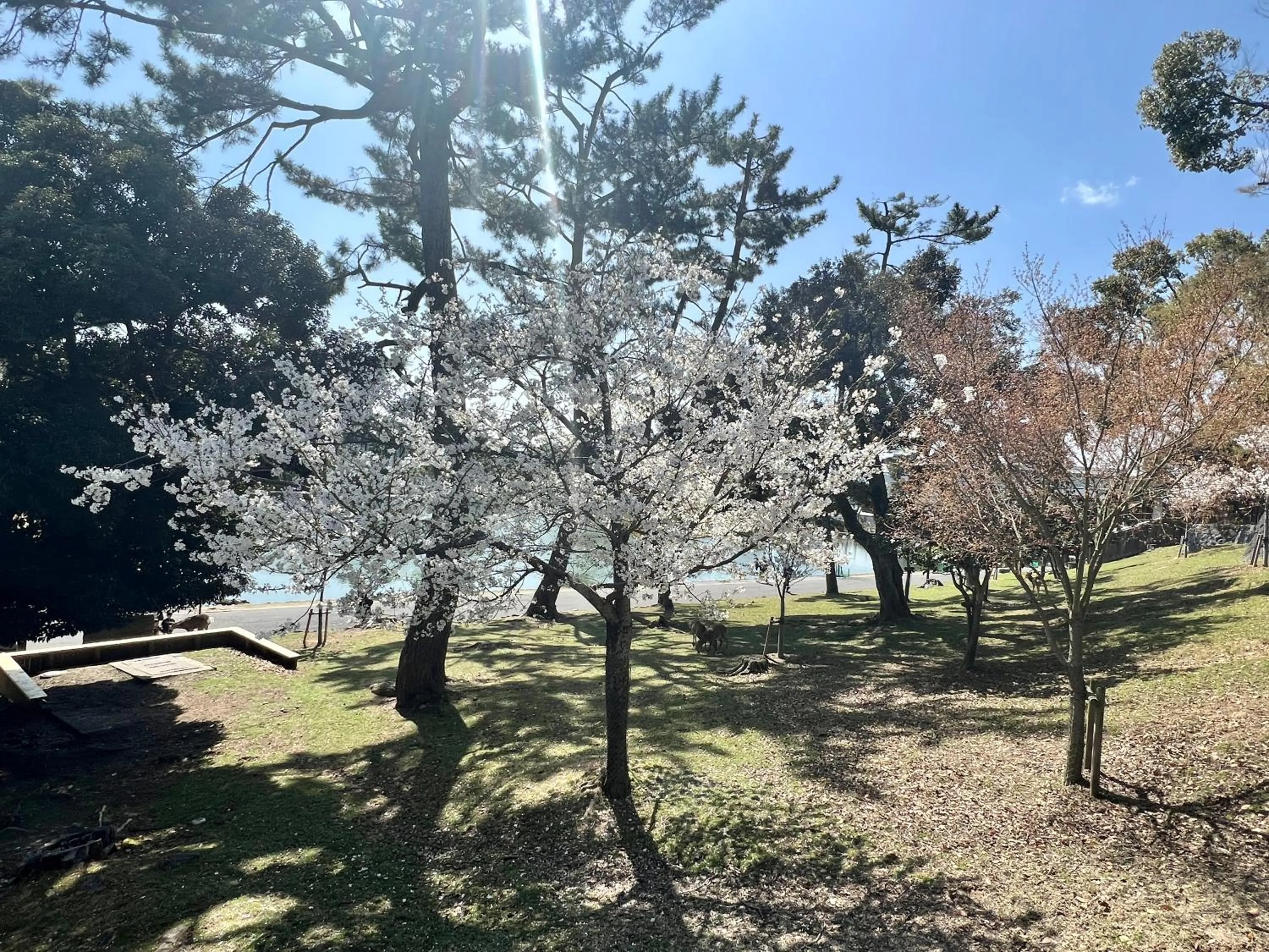 Spring in Ryokan Kousen Kazeya Group