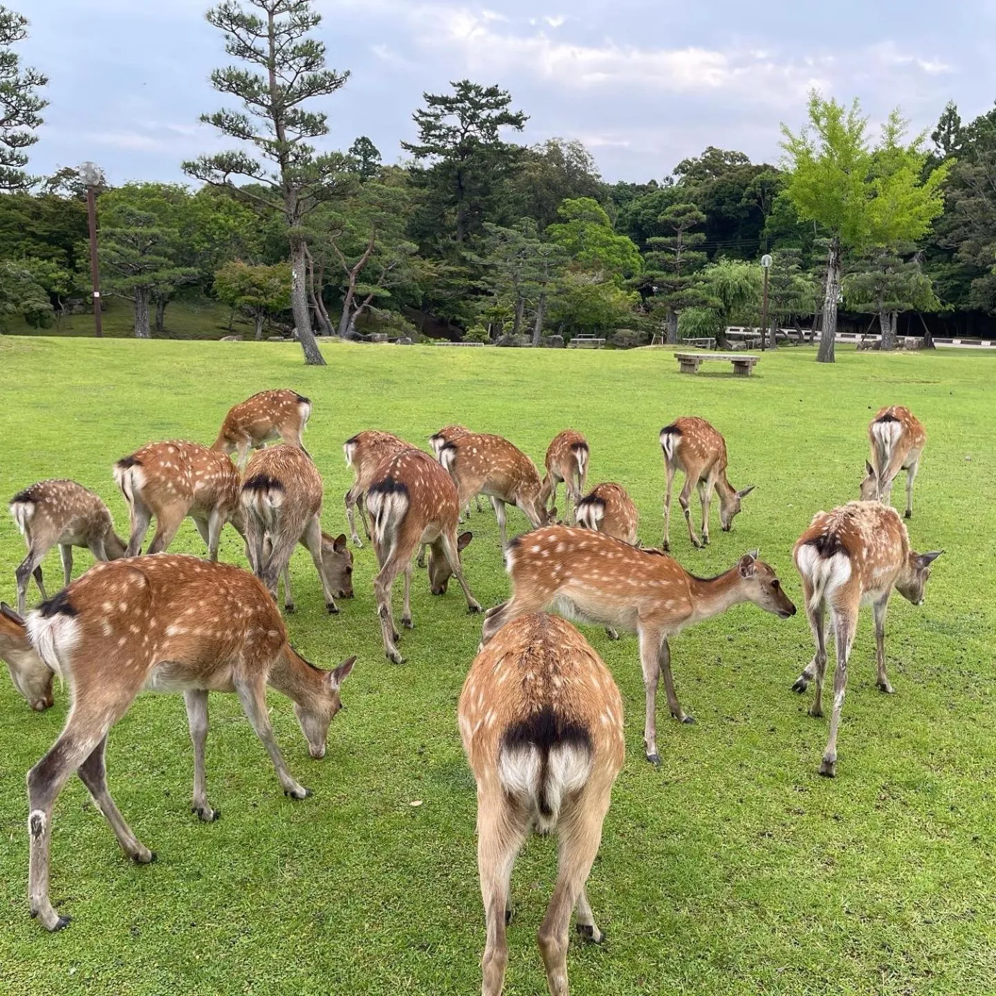Animals in Ryokan Kousen Kazeya Group