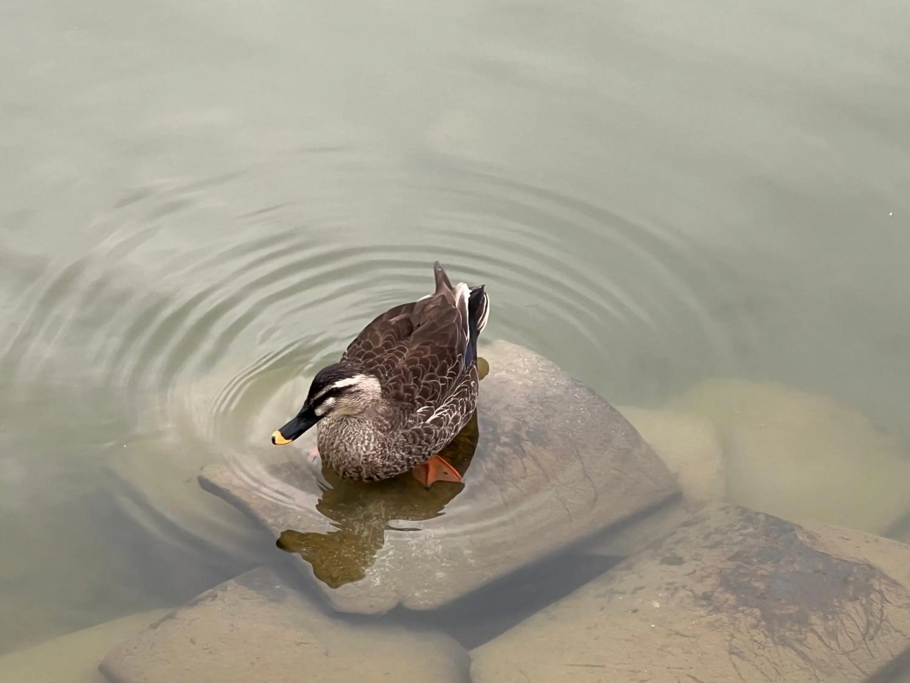 Animals in Ryokan Kousen Kazeya Group