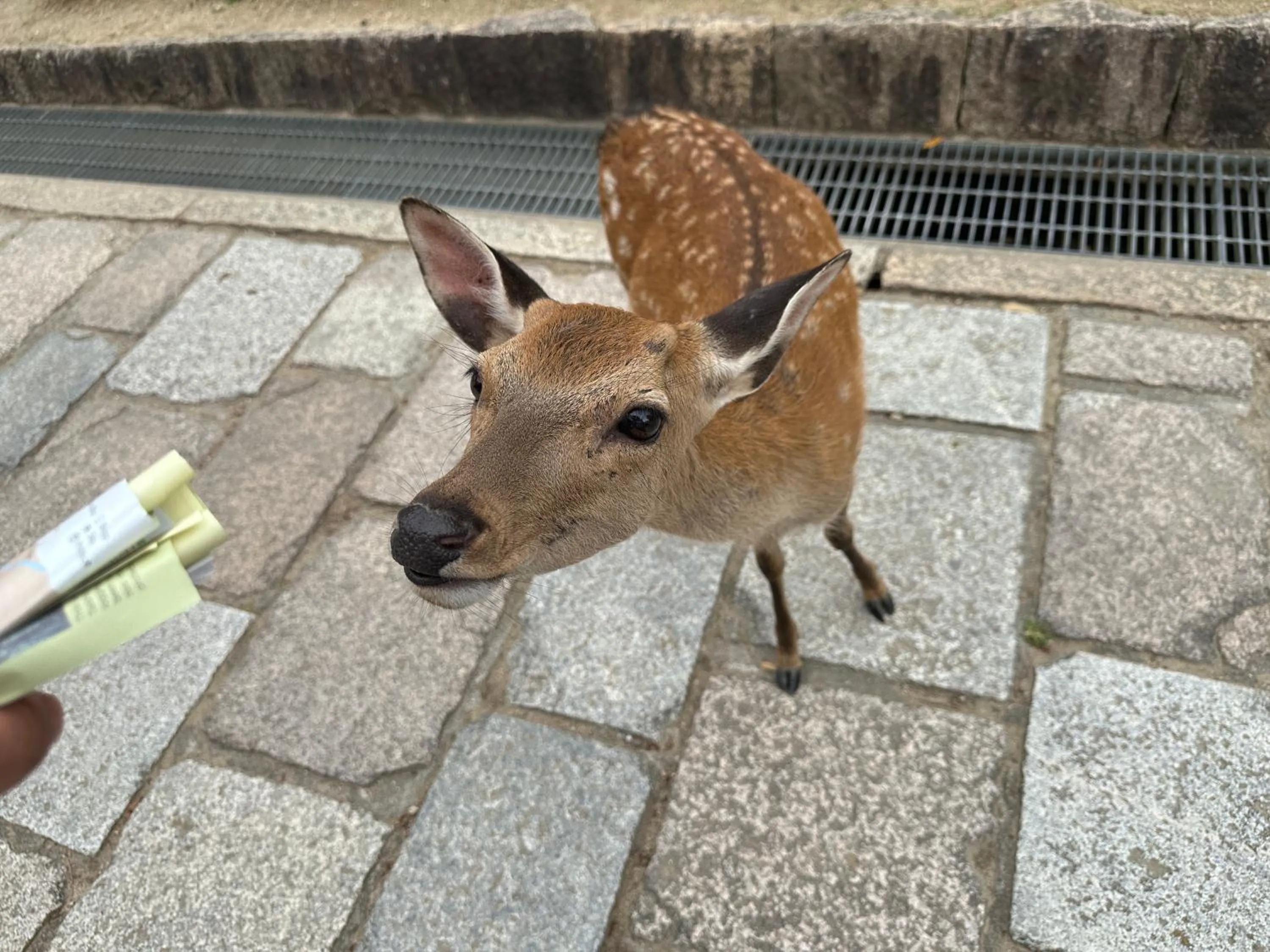Animals in Ryokan Kousen Kazeya Group