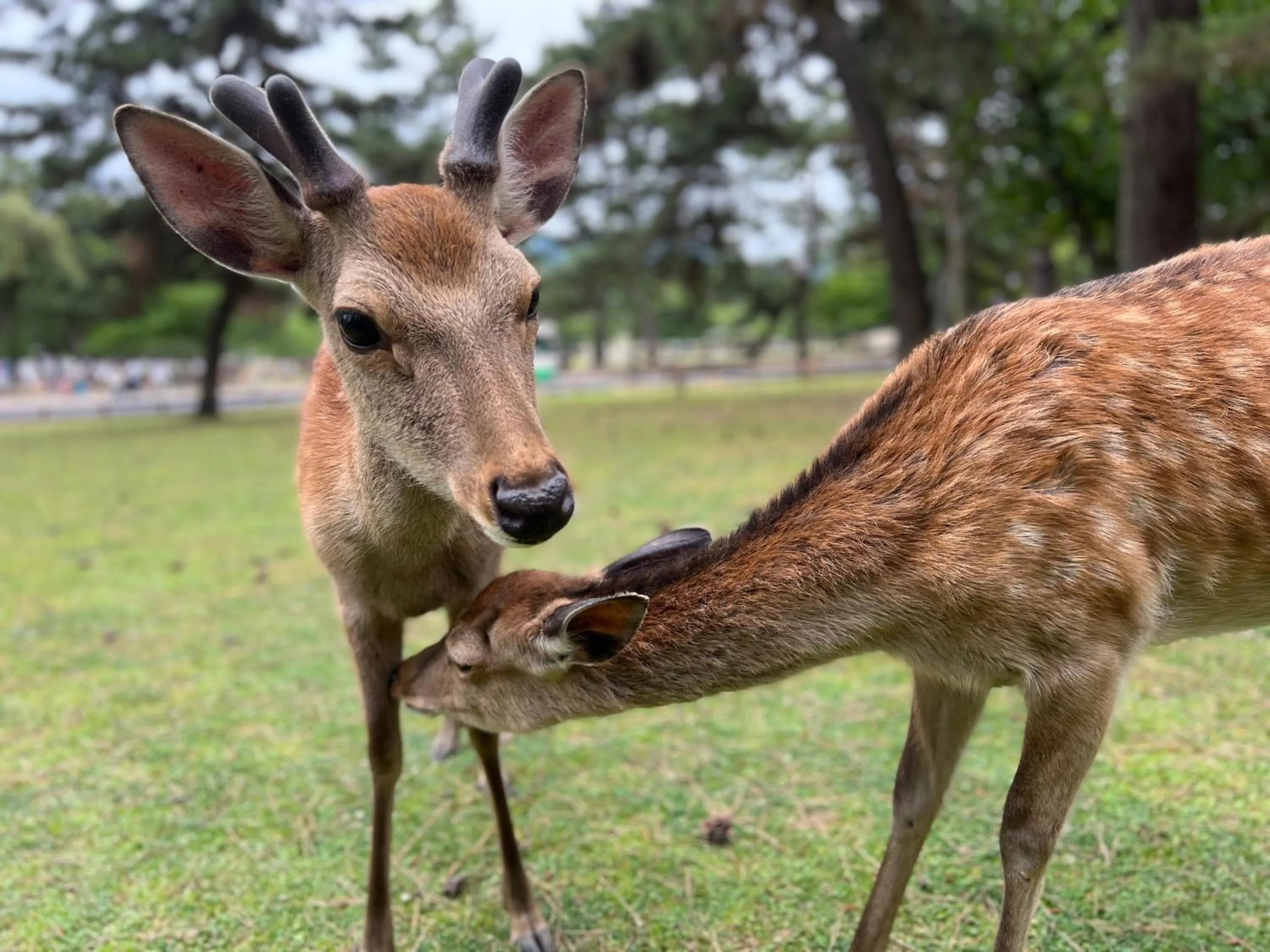 Animals in Ryokan Kousen Kazeya Group