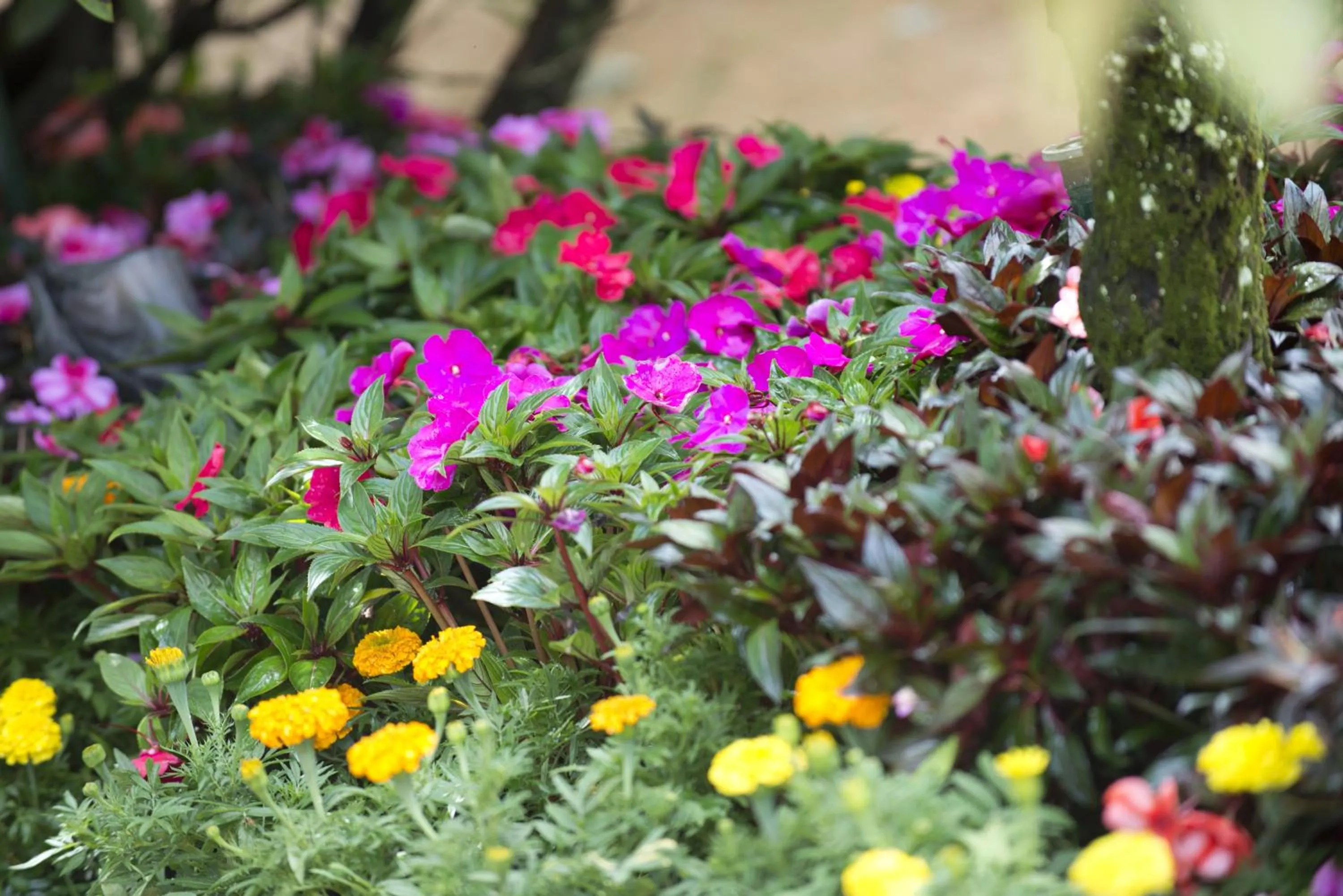 Garden in Quinta de Valverde