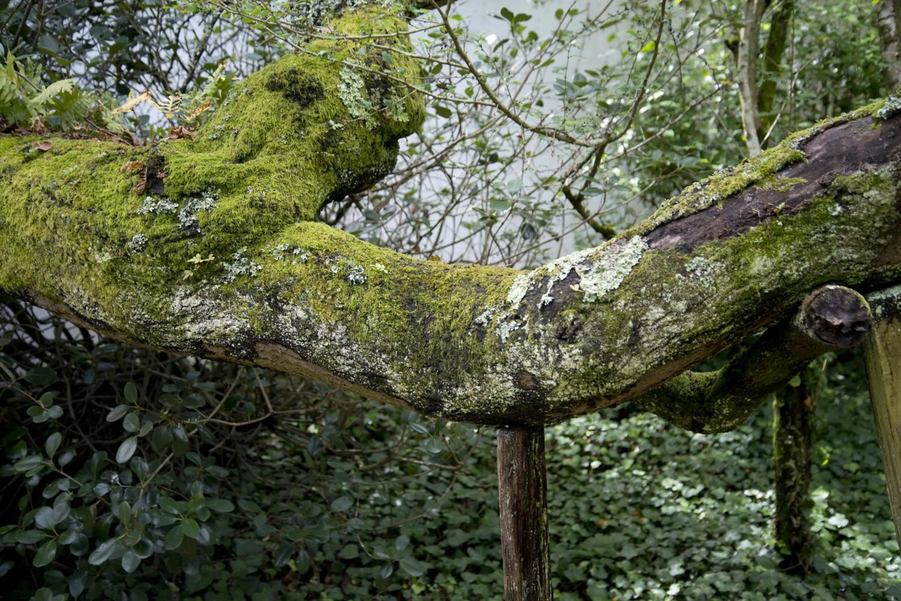 Garden in Quinta de Valverde