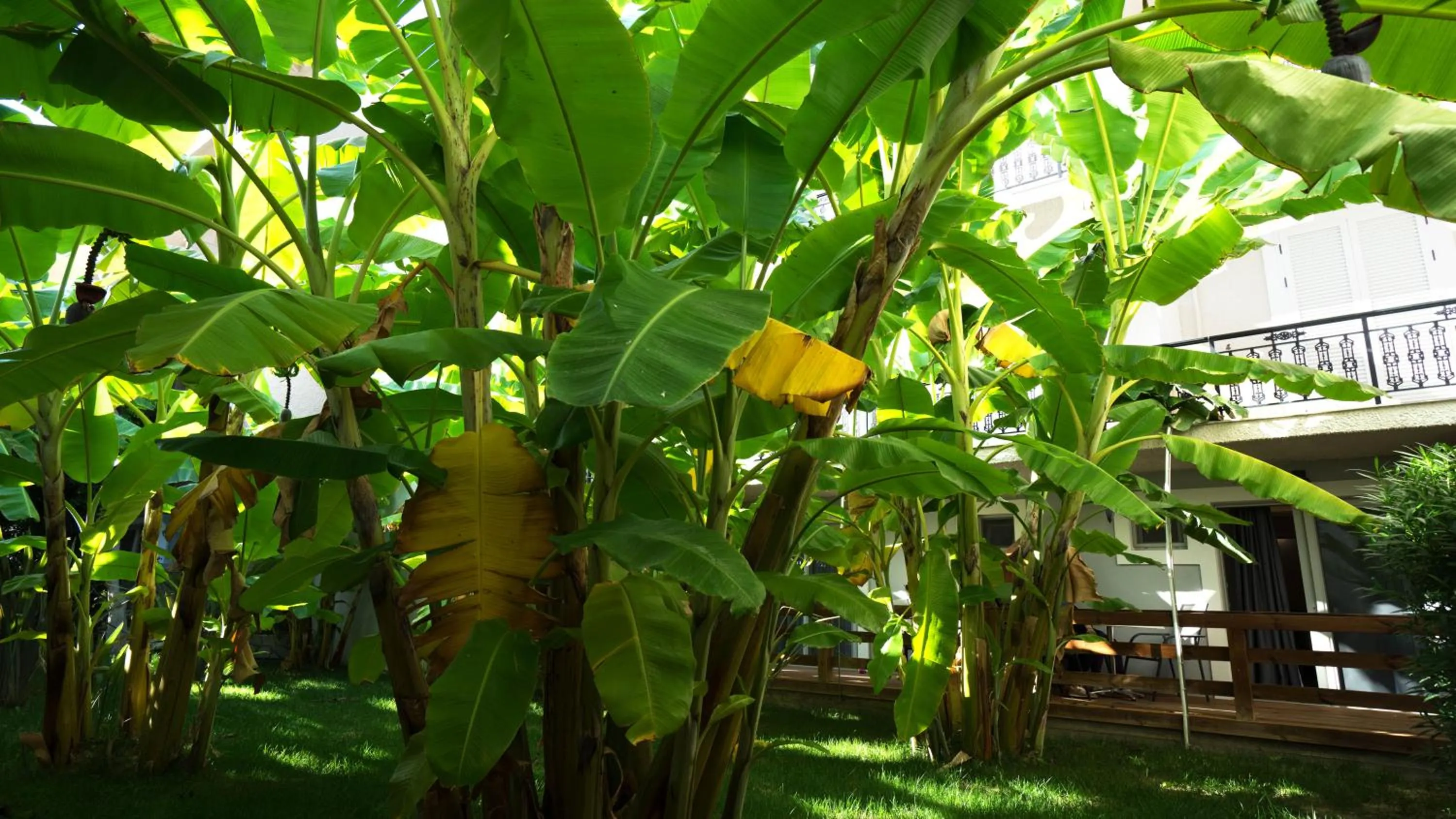 Garden in Crystal Beach Hotel
