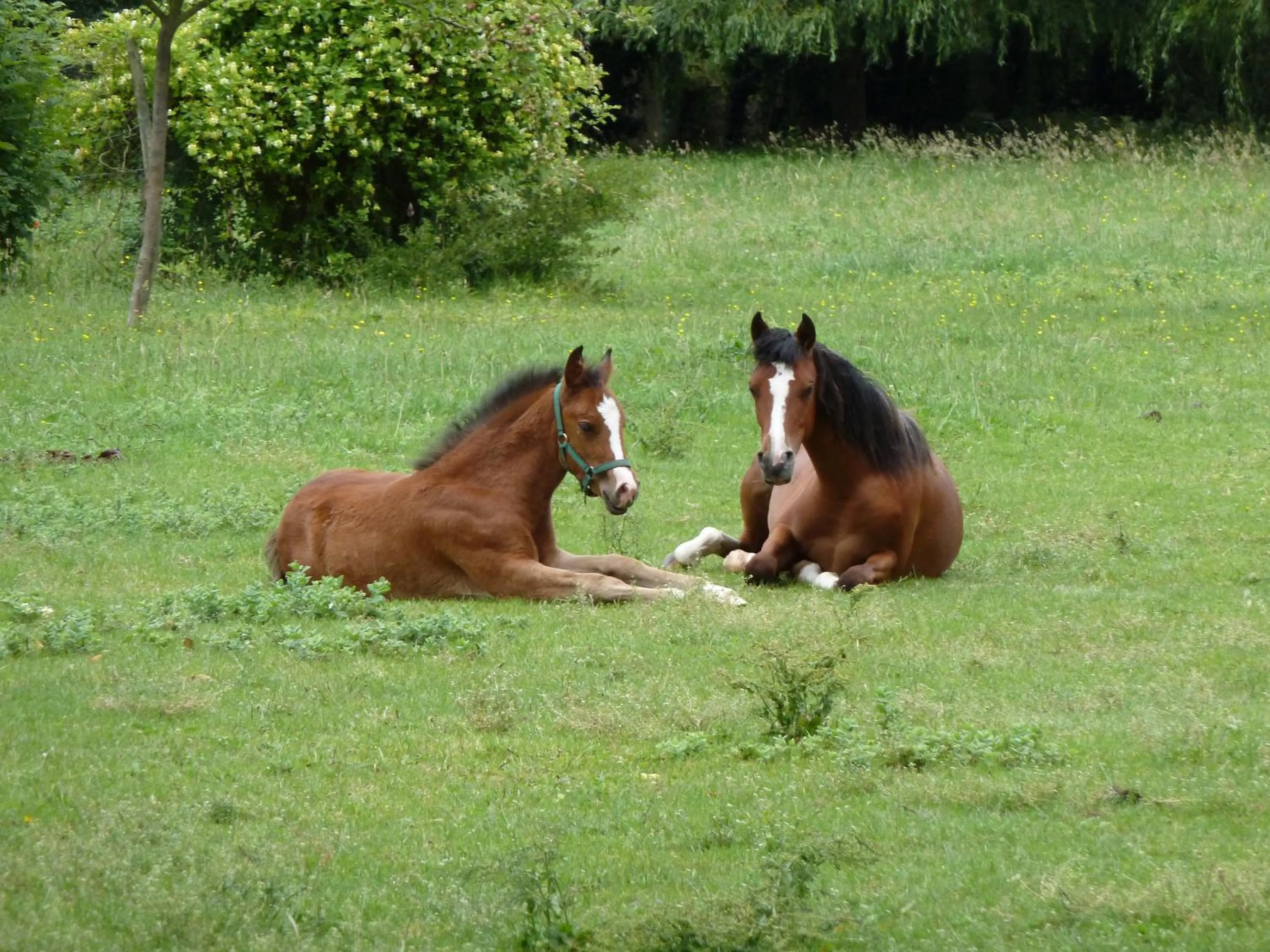 Garden in Gite et Chambres d'Hôtes Clos de Mondetour