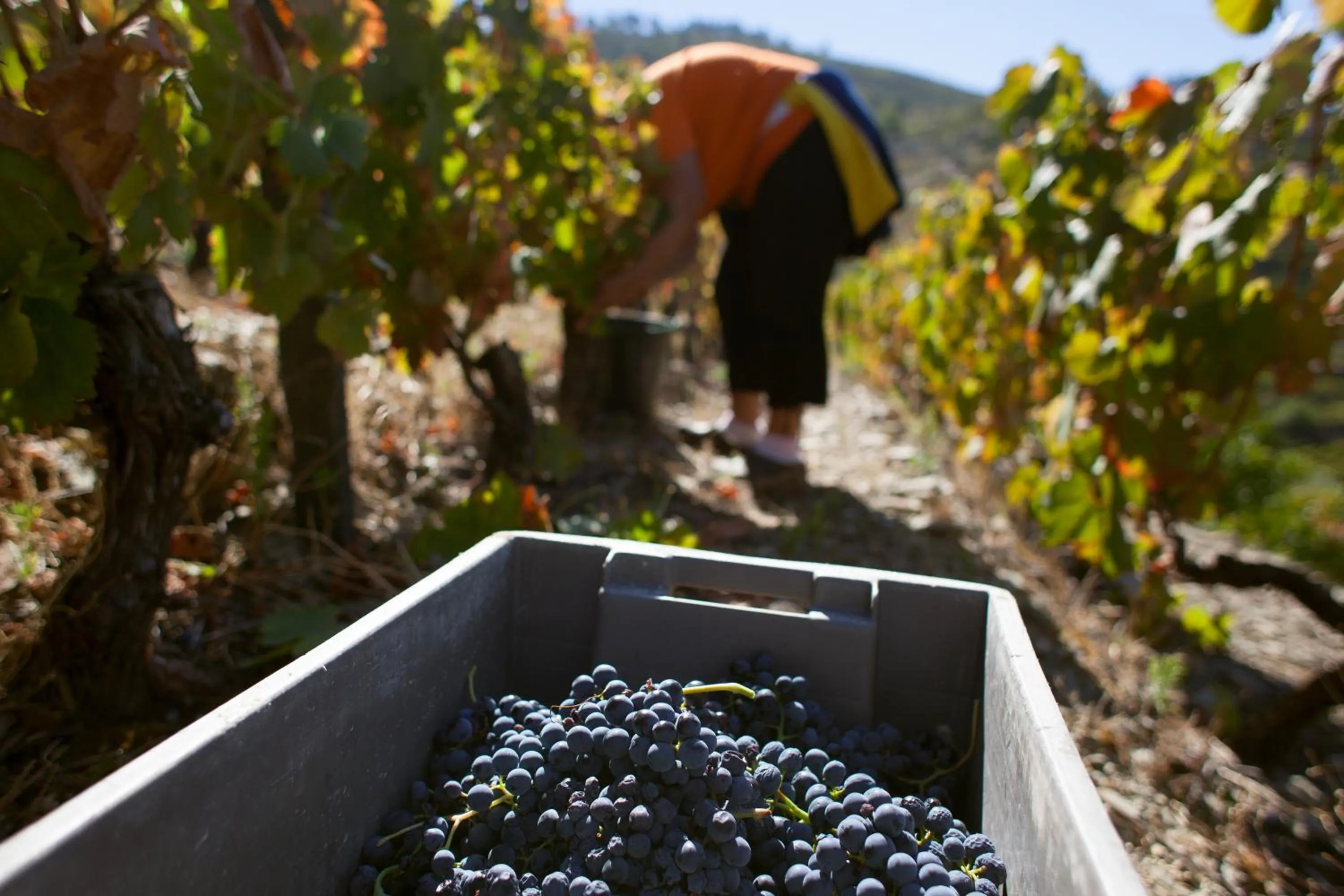 Day in Hotel Rural da Quinta do Silval