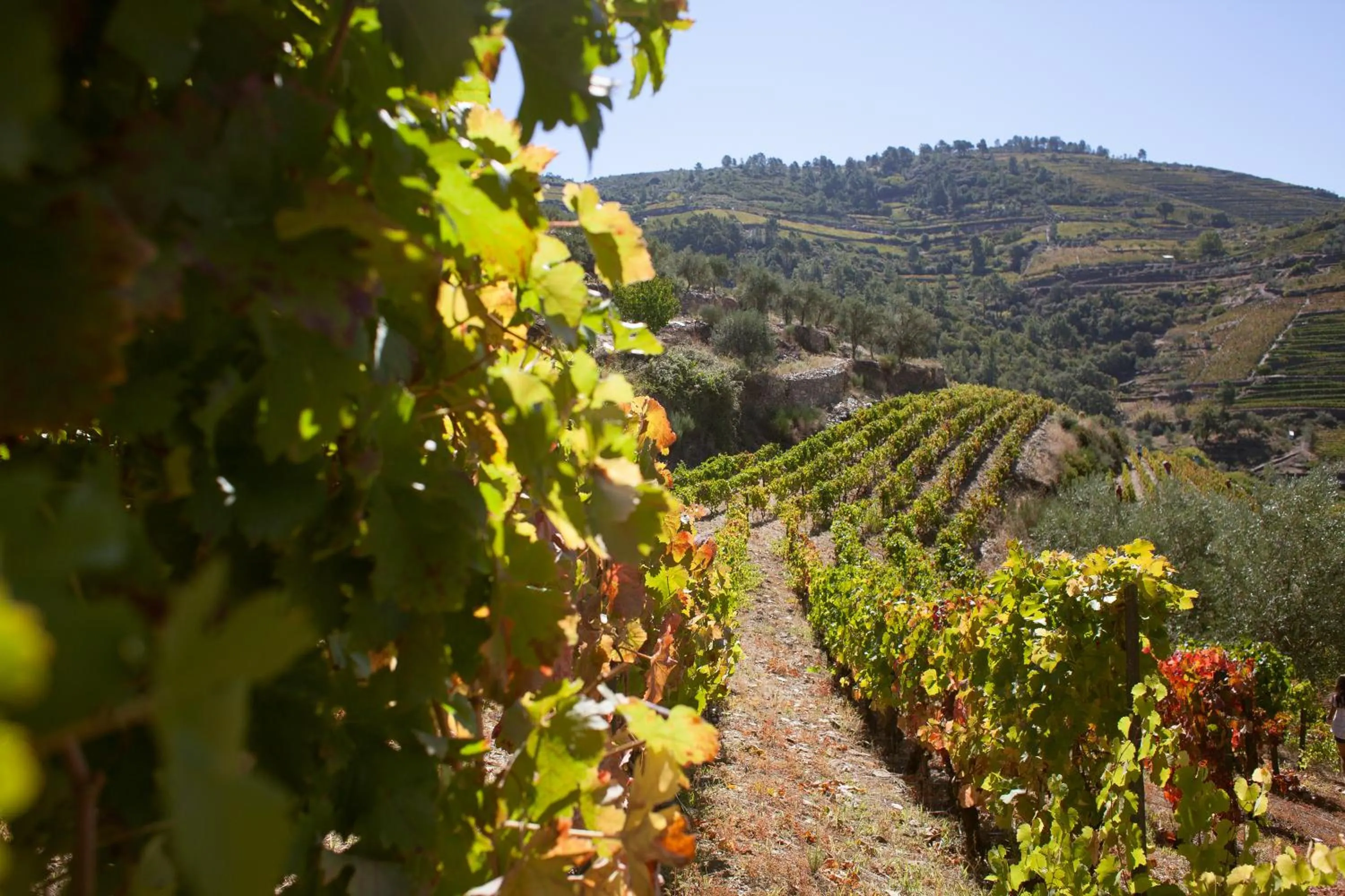 Day in Hotel Rural da Quinta do Silval