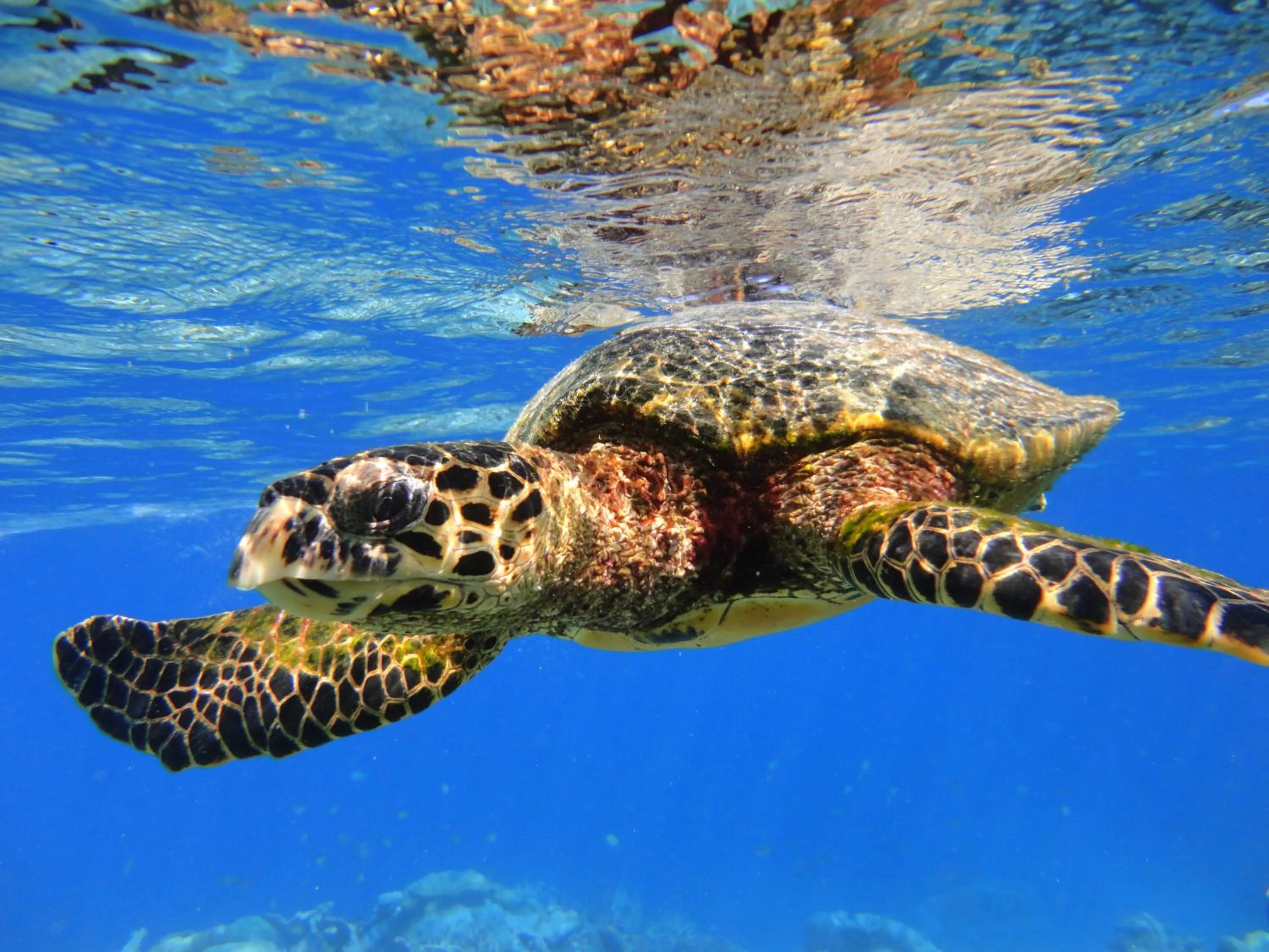 Animals in Raffles Maldives Meradhoo