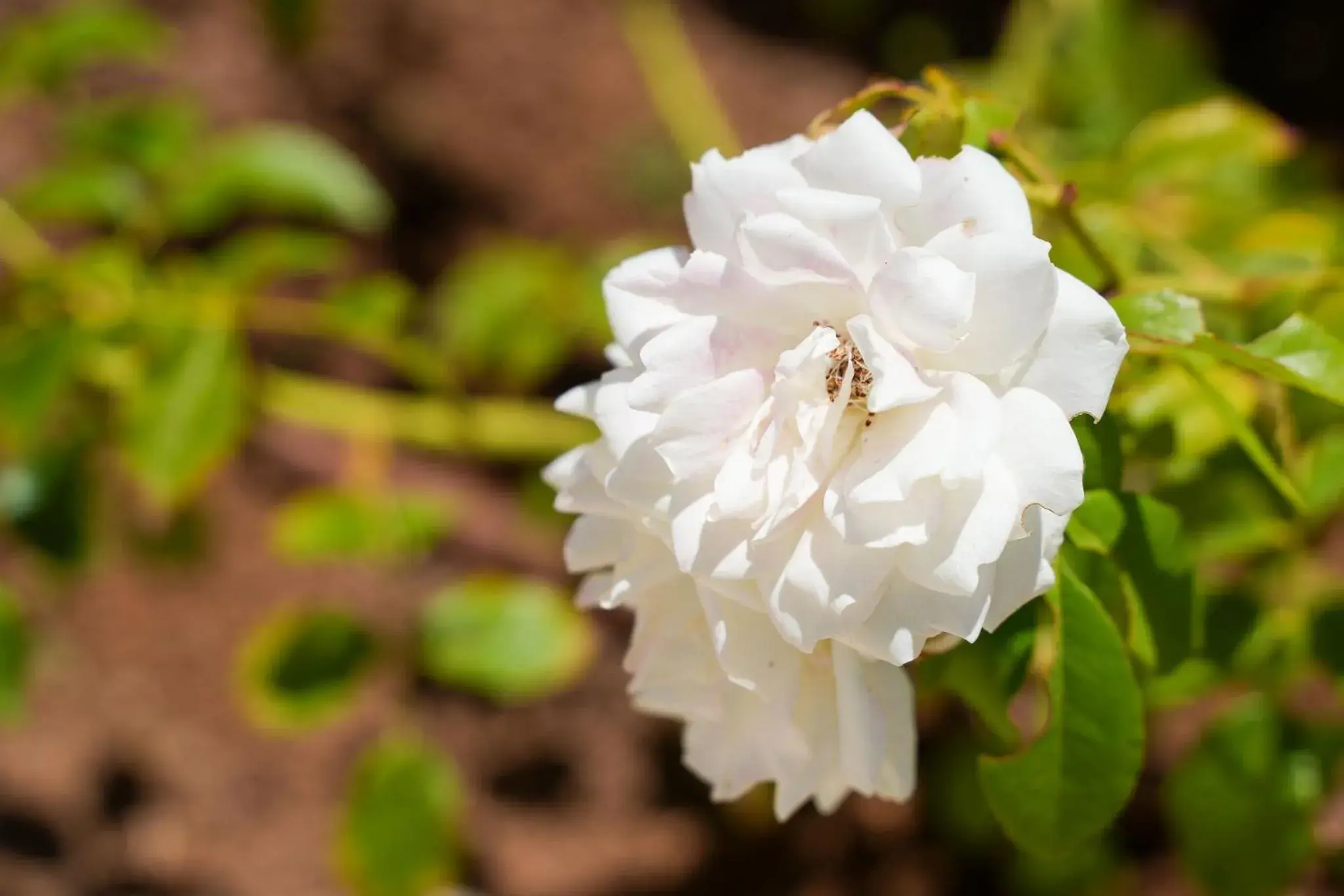 Clube Vilarosa Clube Vilarosa